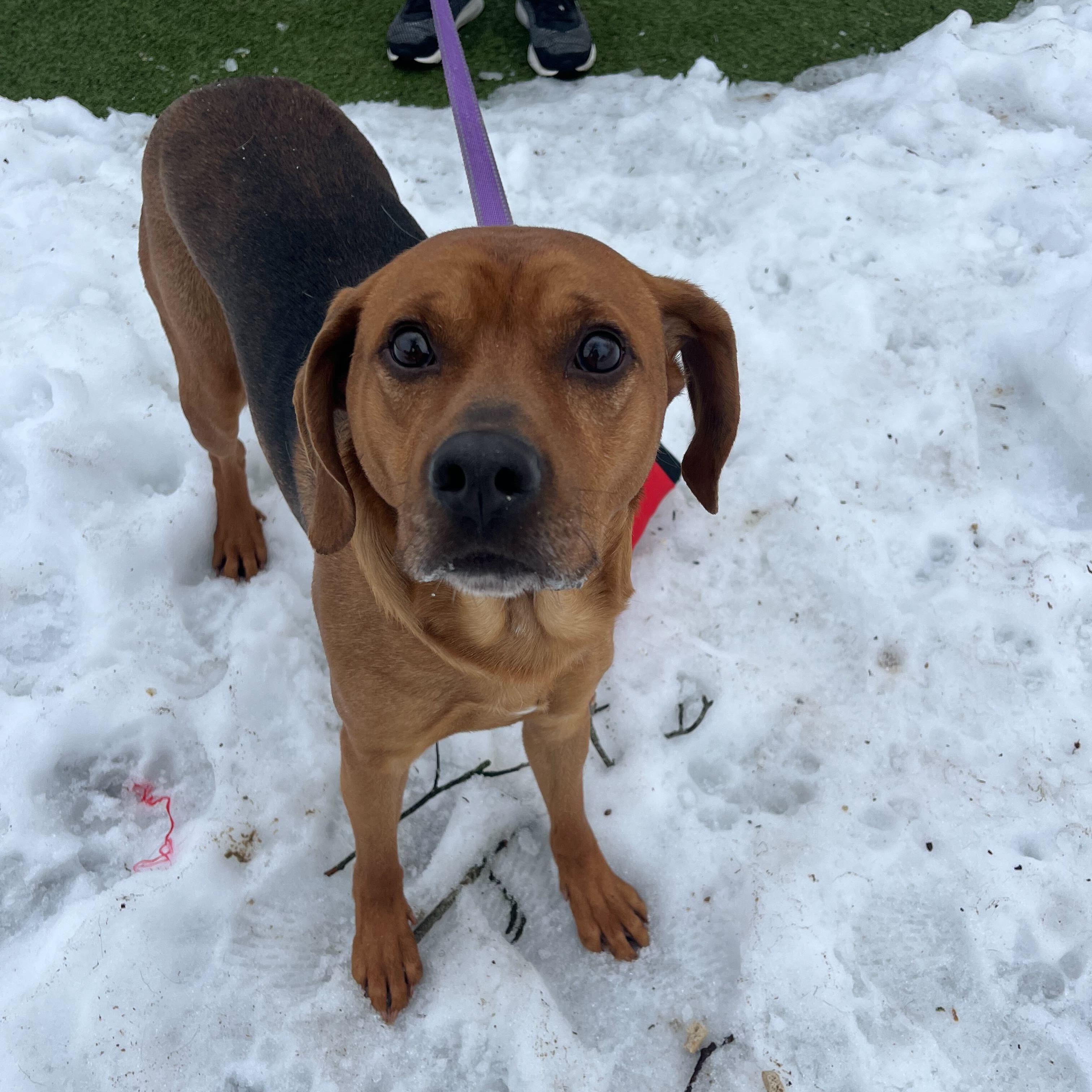 Enlarge Buck, an adopted mixed breed in New Bedford, MA image 2/2