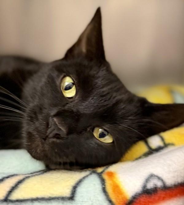 Buddah, Adoptable, Adult Female Domestic Short Hair.