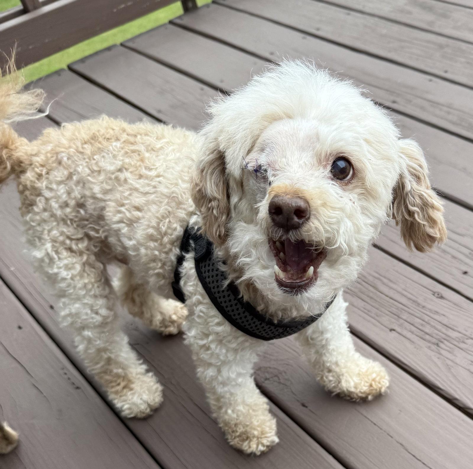 Enlarge Murray Mills, a Adopted Poodle in Alpharetta, GA image 1/3