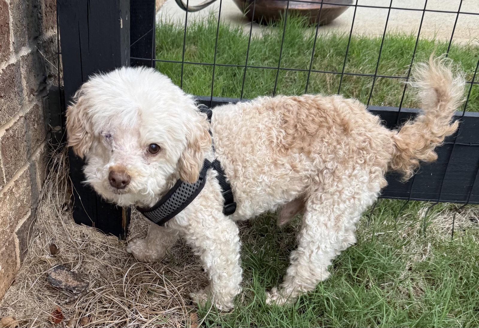 Enlarge Murray Mills, a Adopted Poodle in Alpharetta, GA image 2/3