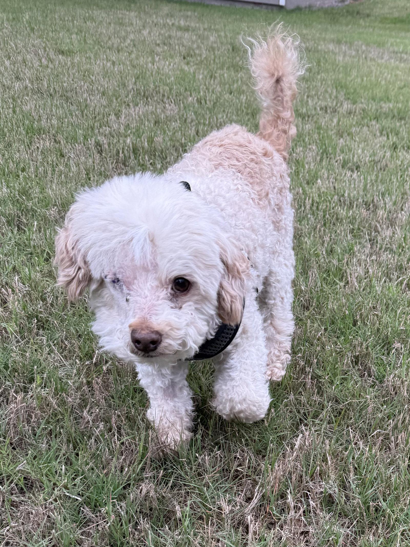 Enlarge Murray Mills, a Adopted Poodle in Alpharetta, GA image 3/3