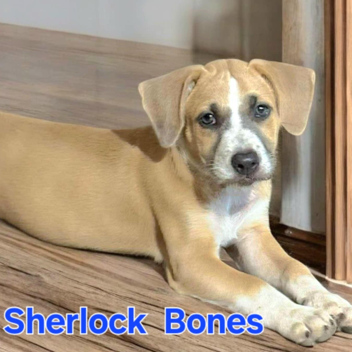Sherlock, an adoptable Cattle Dog, Australian Cattle Dog / Blue Heeler in Green River, UT, 84525 | Photo Image 3