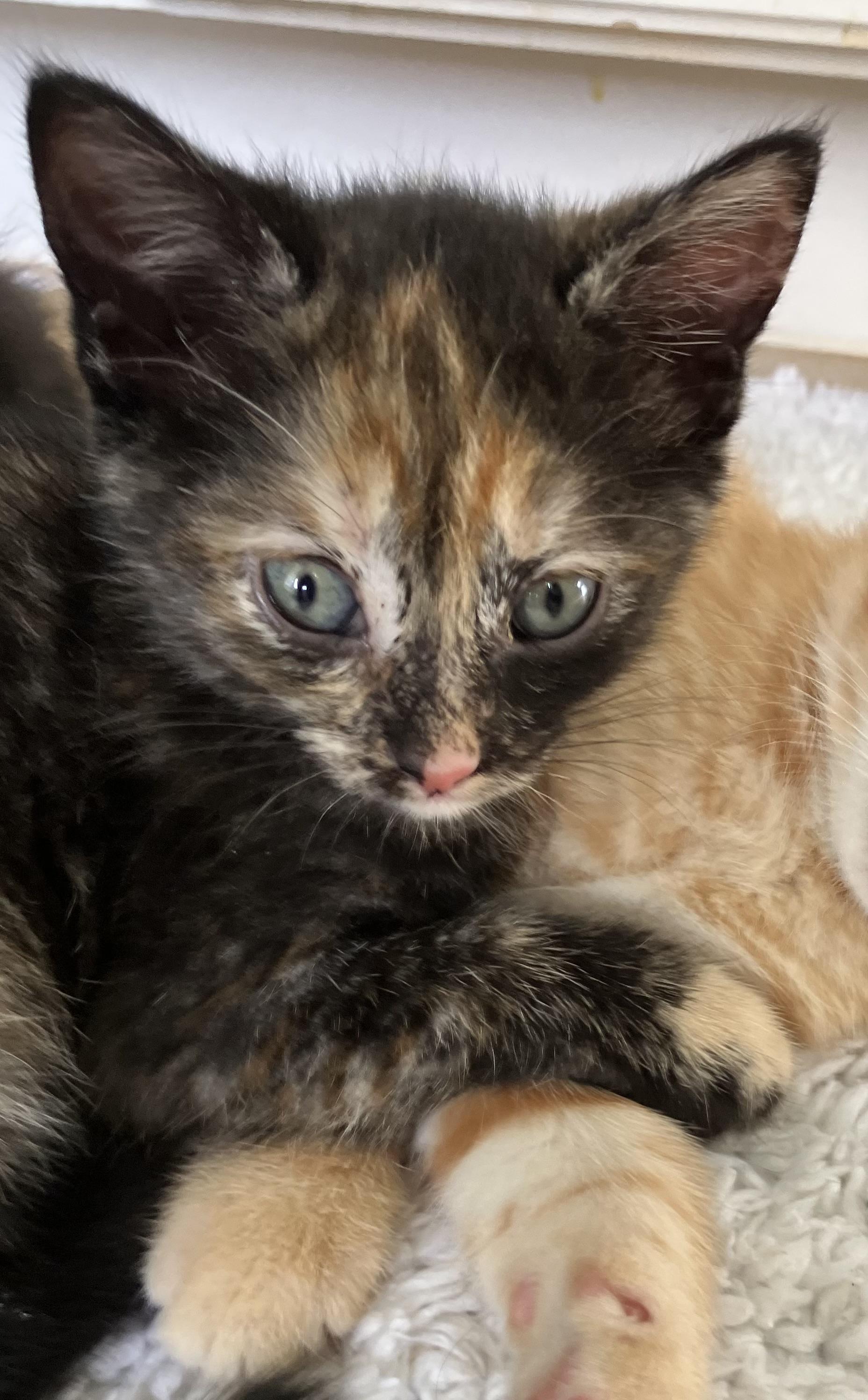 Charlotte, an adopted Domestic Short Hair in Easley, SC image 2/3