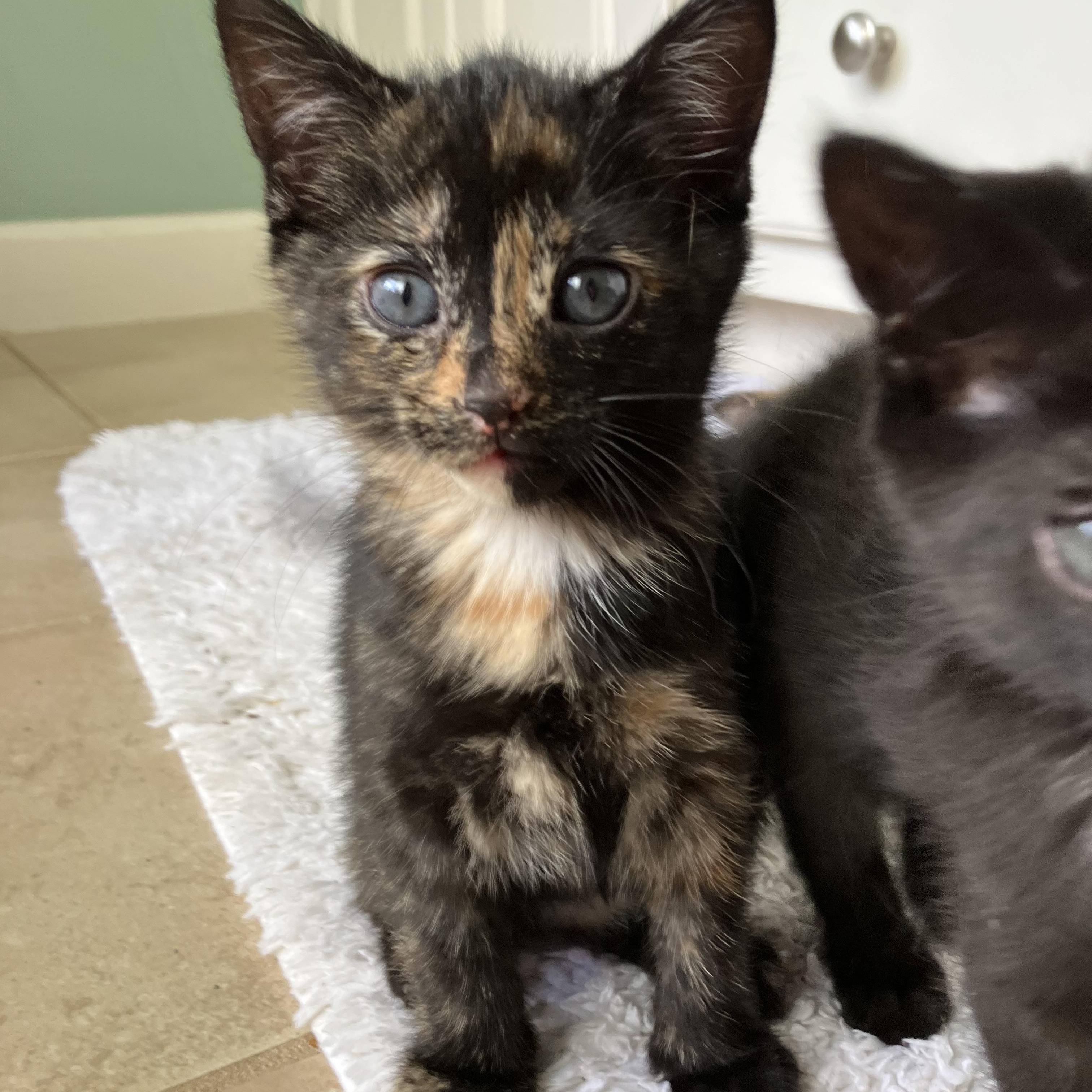 Charlotte, an adopted Domestic Short Hair in Easley, SC image 1/3