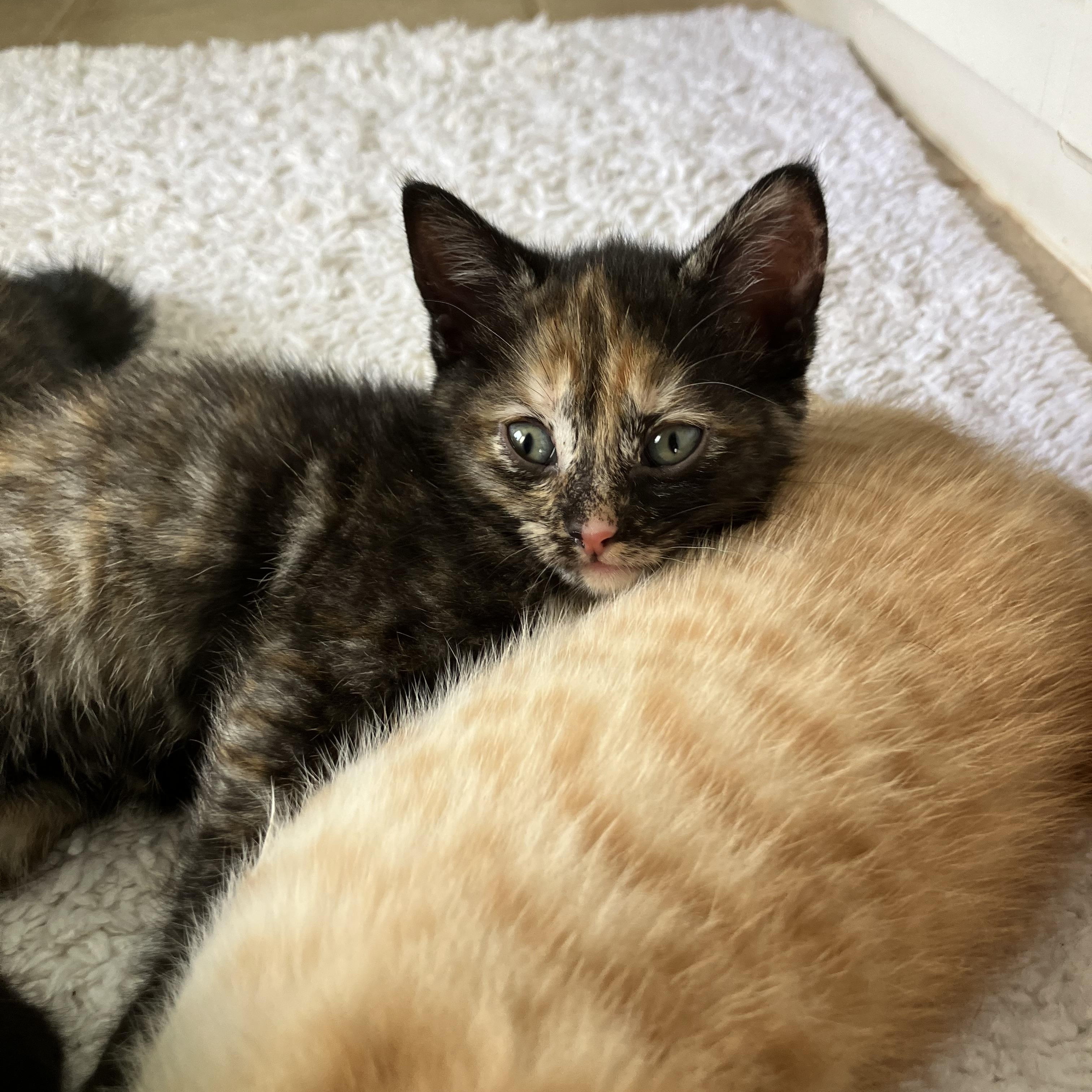 Charlotte, an adopted Domestic Short Hair in Easley, SC image 3/3