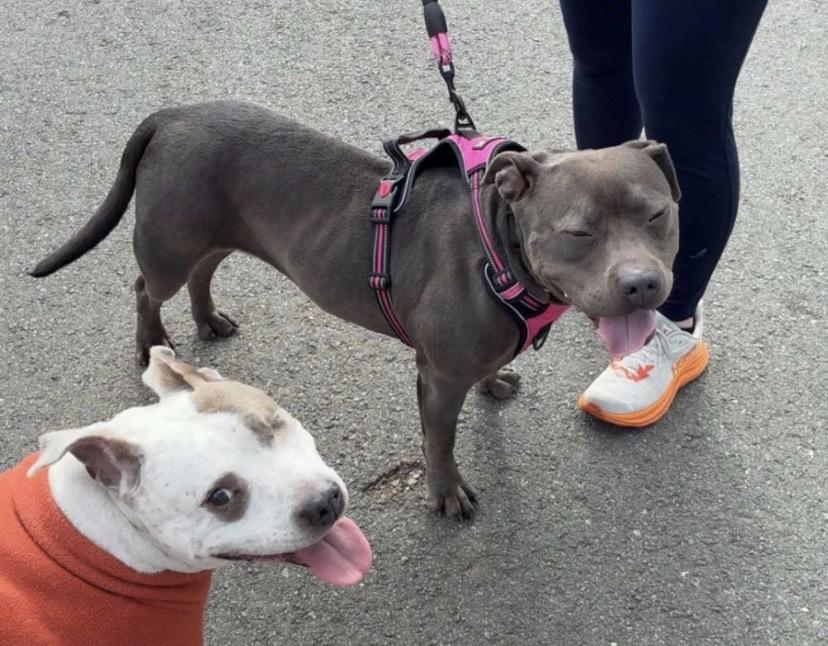 Enlarge Baby Girl, a ADOPTABLE mixed breed in Philadelphia, PA image 3/4