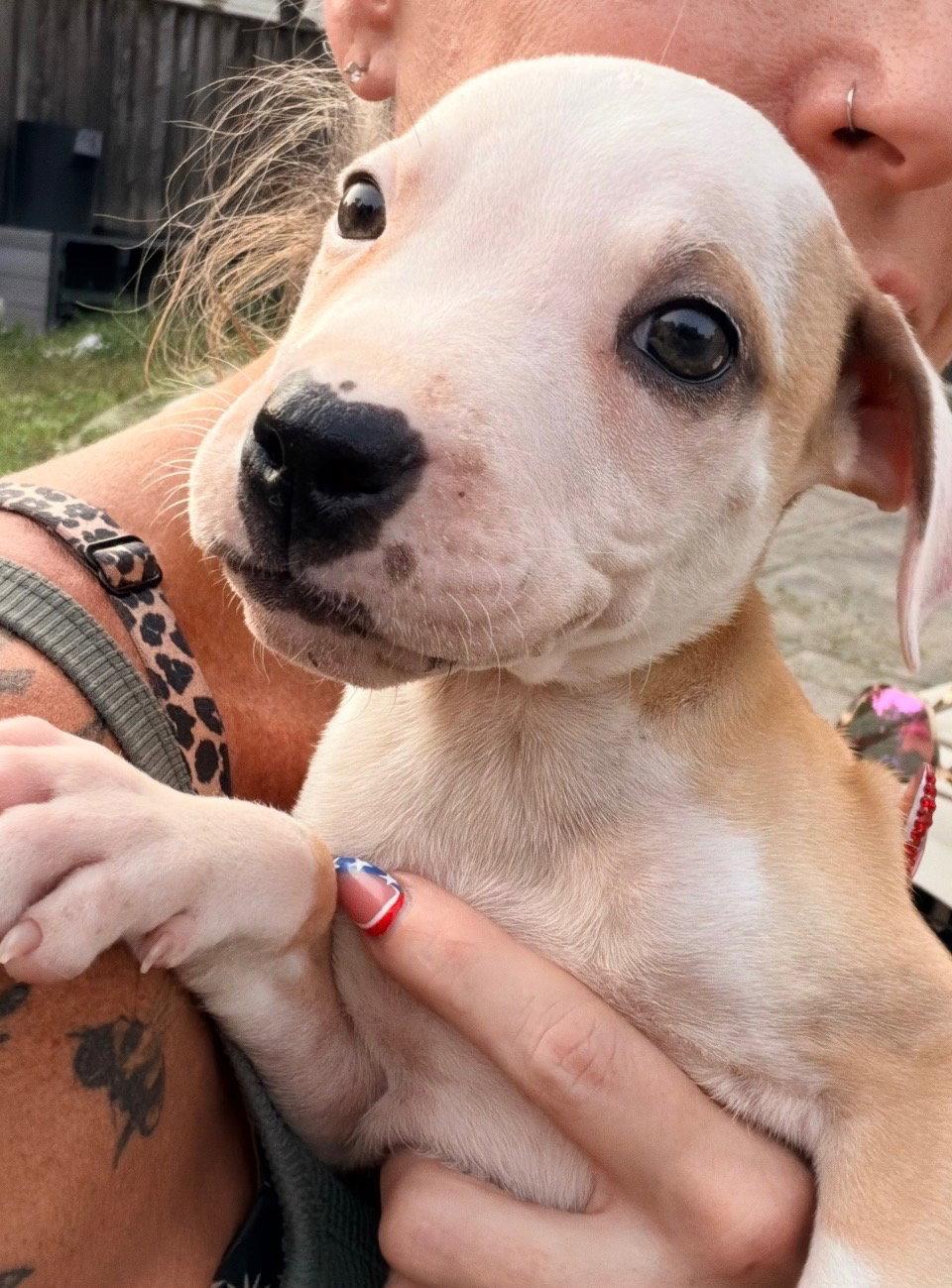 Ivy, Adoptable, Puppy Female Pit Bull Terrier & Hound.