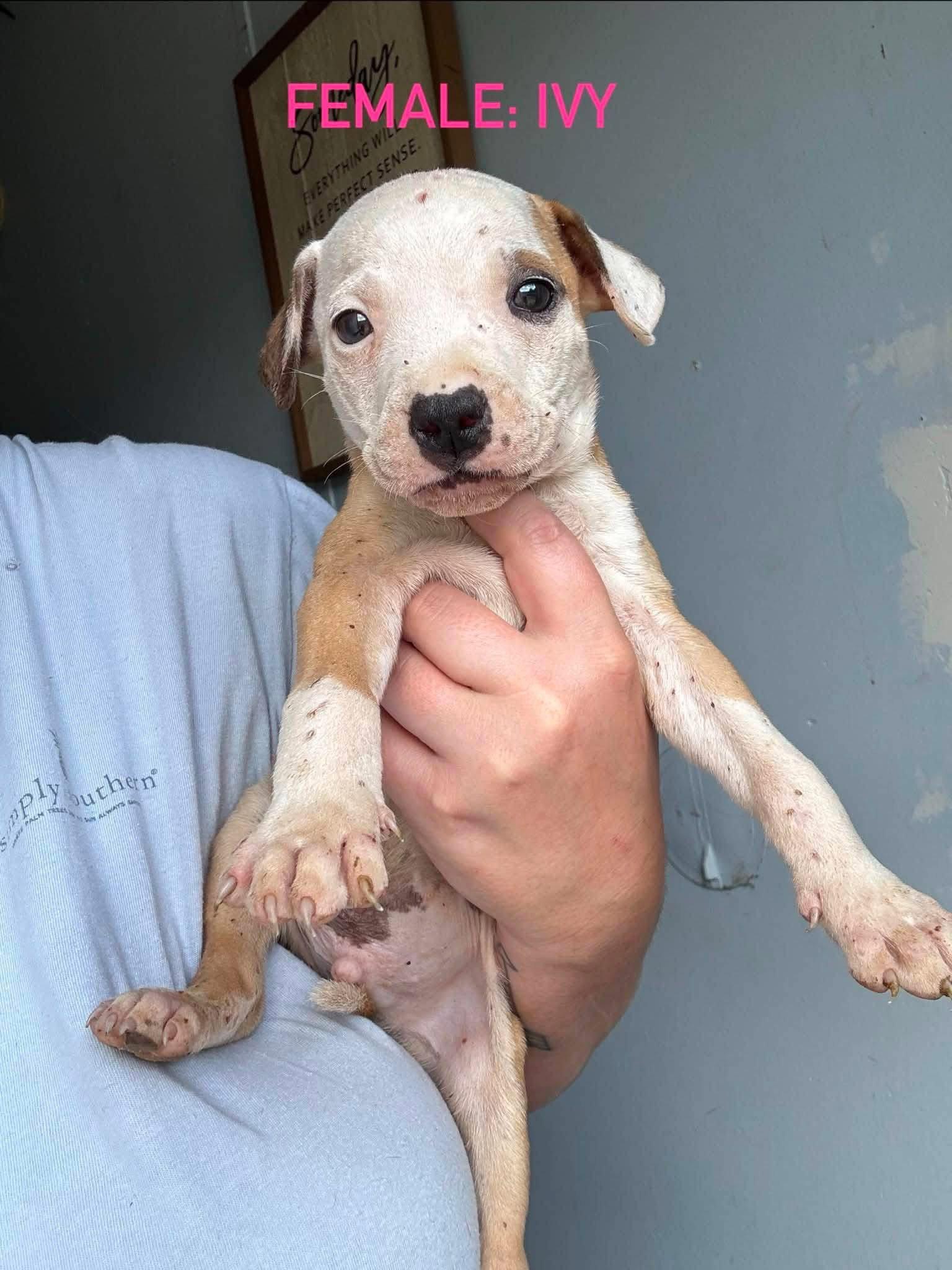 Enlarge Ivy, a Adoptable mixed breed in Stephens City, VA image 2/2