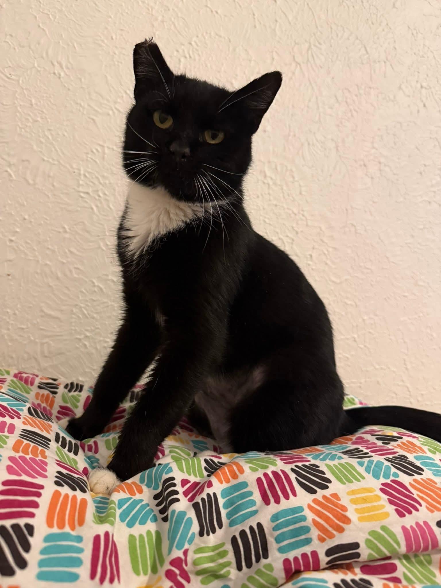 Boots, a Adoptable Tuxedo in Beckley, WV image 3/5
