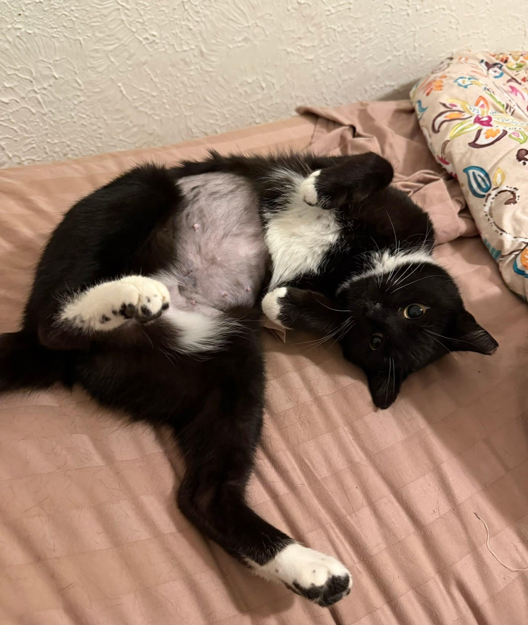 Boots, a Adoptable Tuxedo in Beckley, WV image 4/5