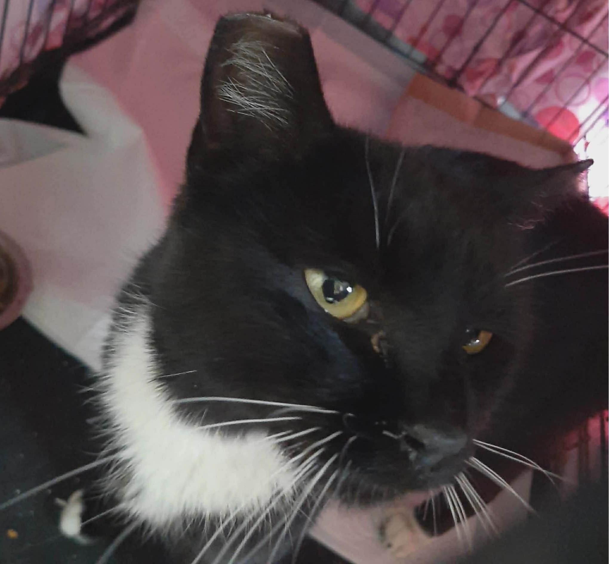 Boots, a Adoptable Tuxedo in Beckley, WV image 5/5