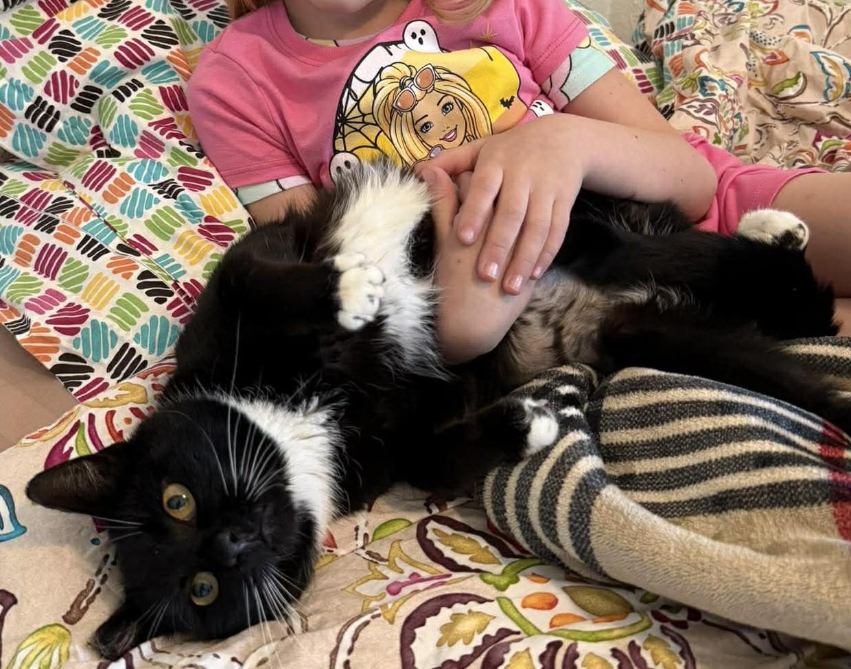 Boots, a Adoptable Tuxedo in Beckley, WV image 2/5