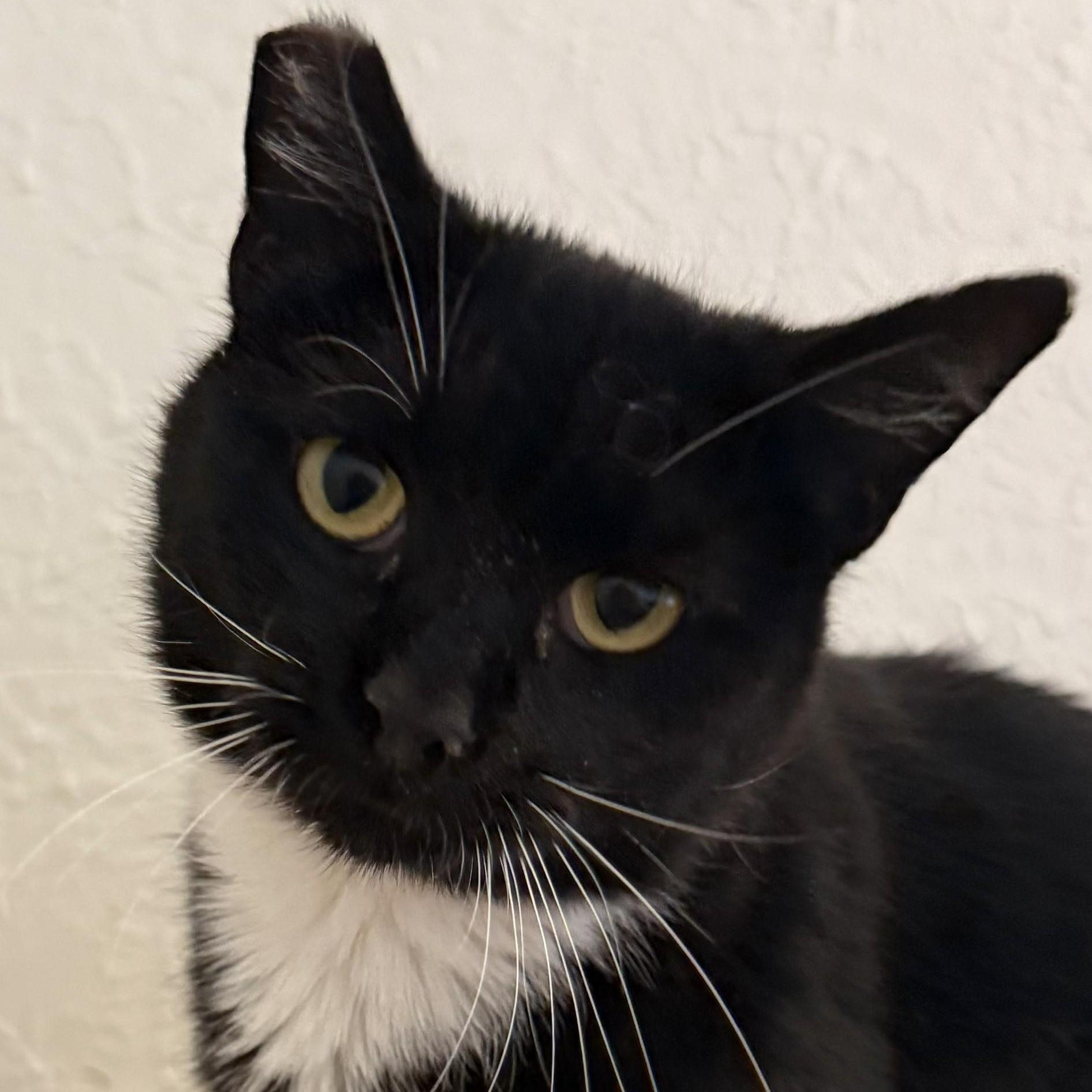Boots, Adoptable, Young Female Tuxedo.