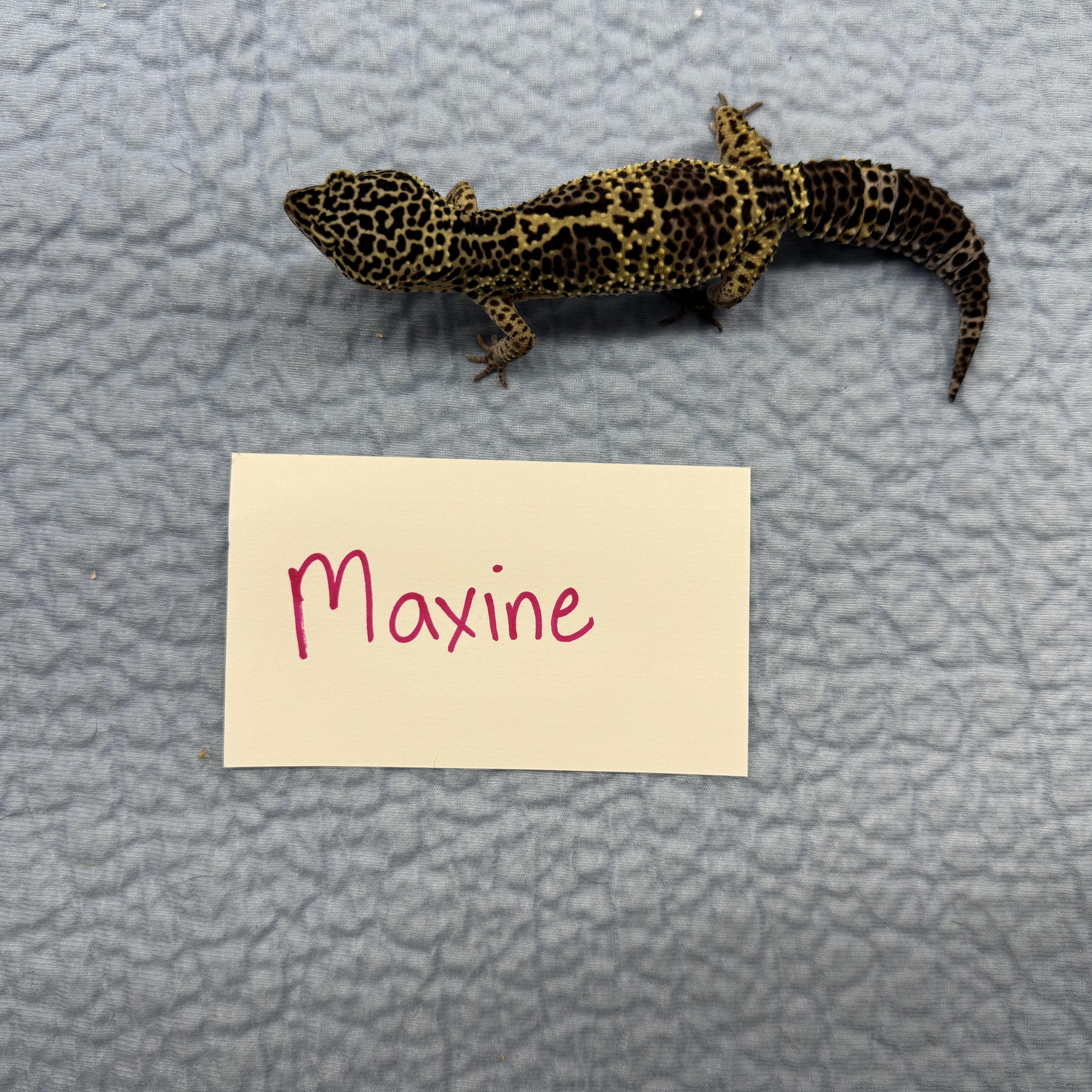 Maxine, a Adoptable Gecko in Tacoma, WA image 1/2