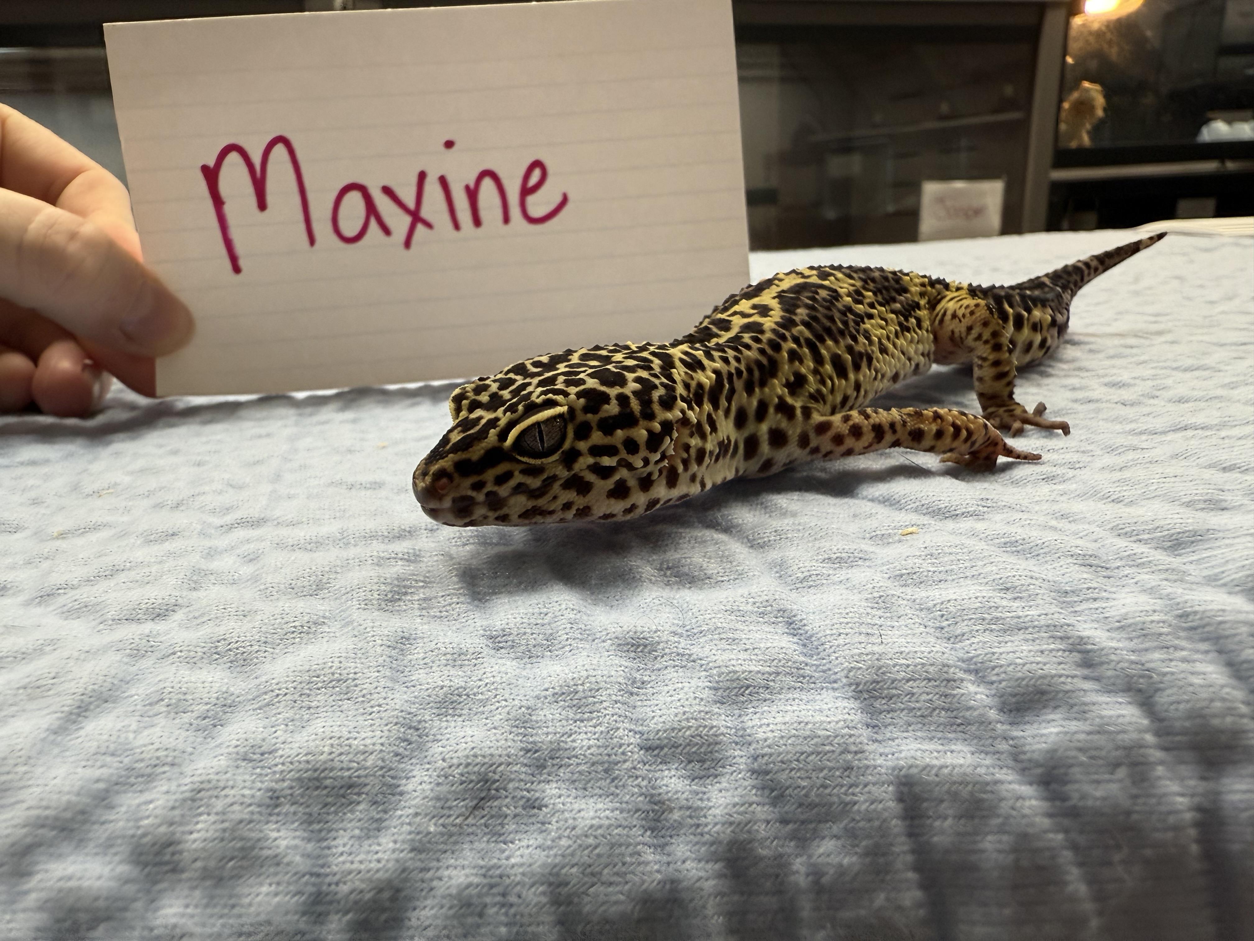 Maxine, a Adoptable Gecko in Tacoma, WA image 2/2