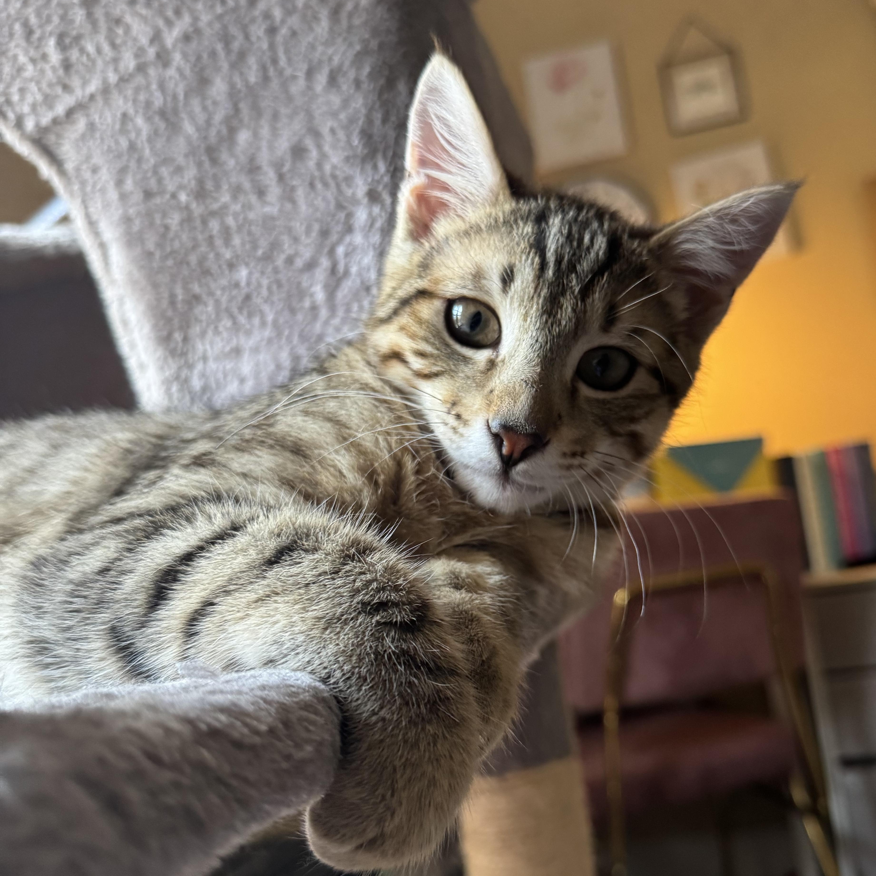 Enlarge Nectar, a ADOPTABLE Domestic Short Hair in Tallahassee, FL image 1/5