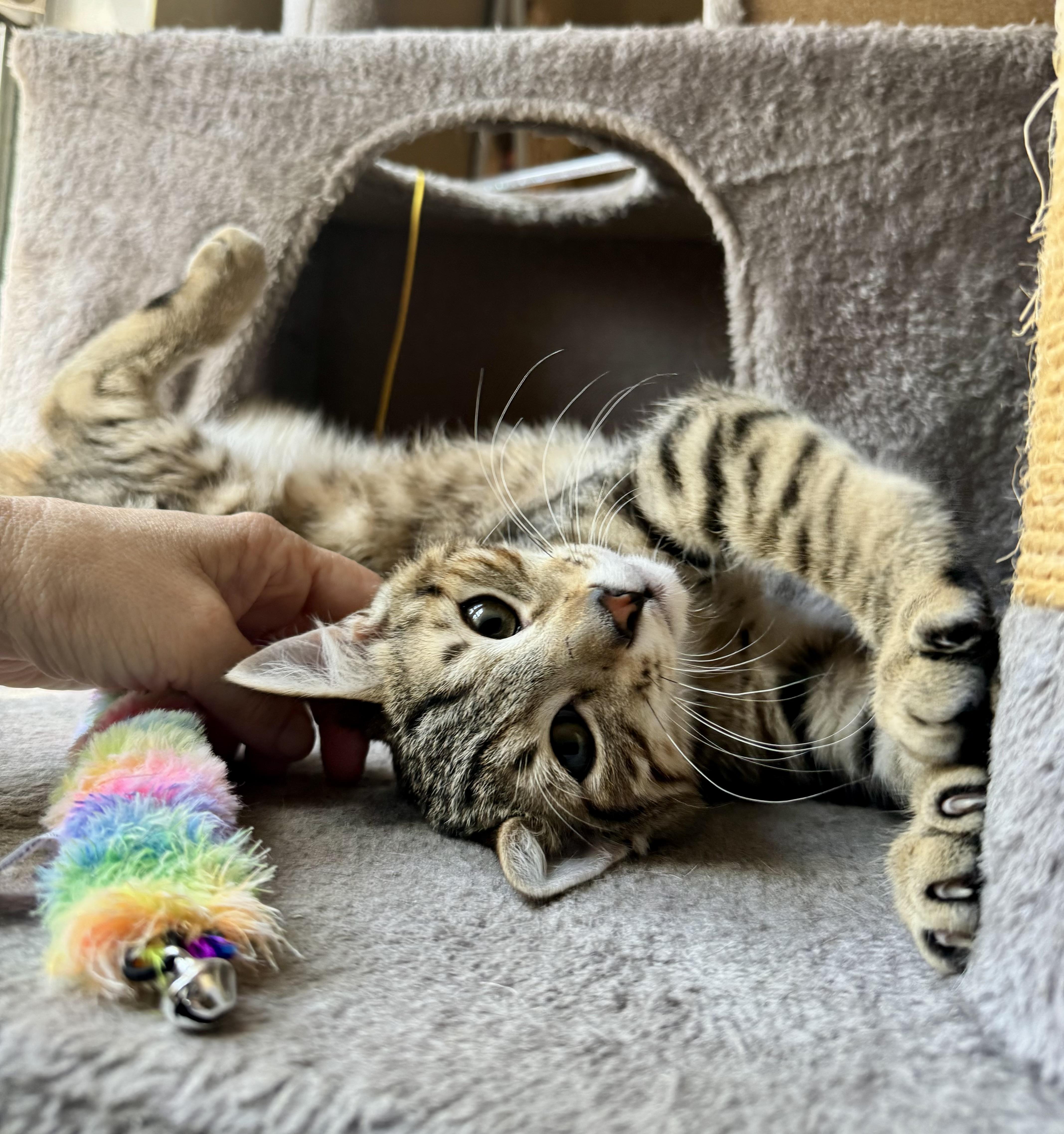 Enlarge Nectar, a ADOPTABLE Domestic Short Hair in Tallahassee, FL image 5/5