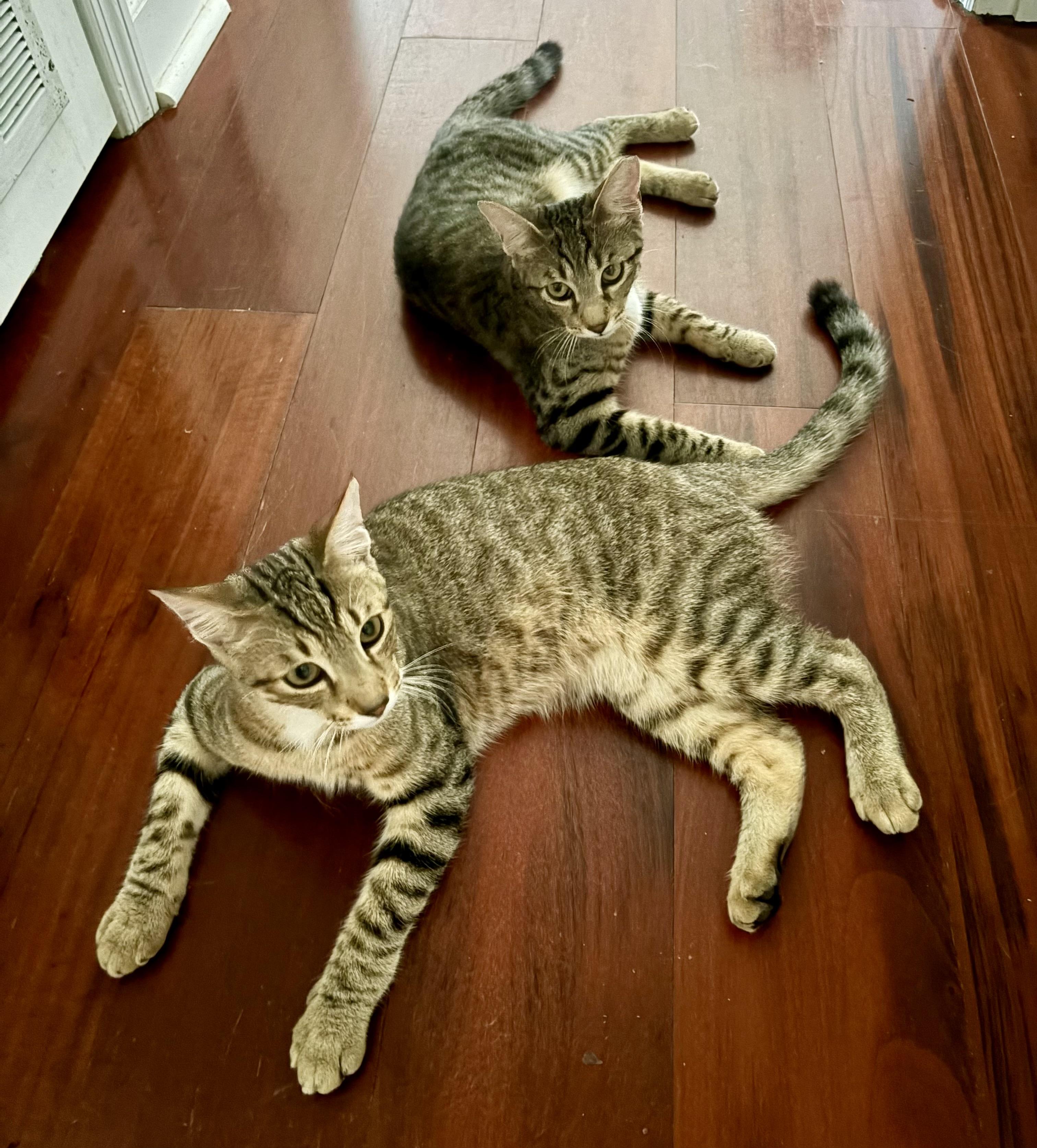 Enlarge Nectar, a Adoptable Domestic Short Hair in Tallahassee, FL image 6/6