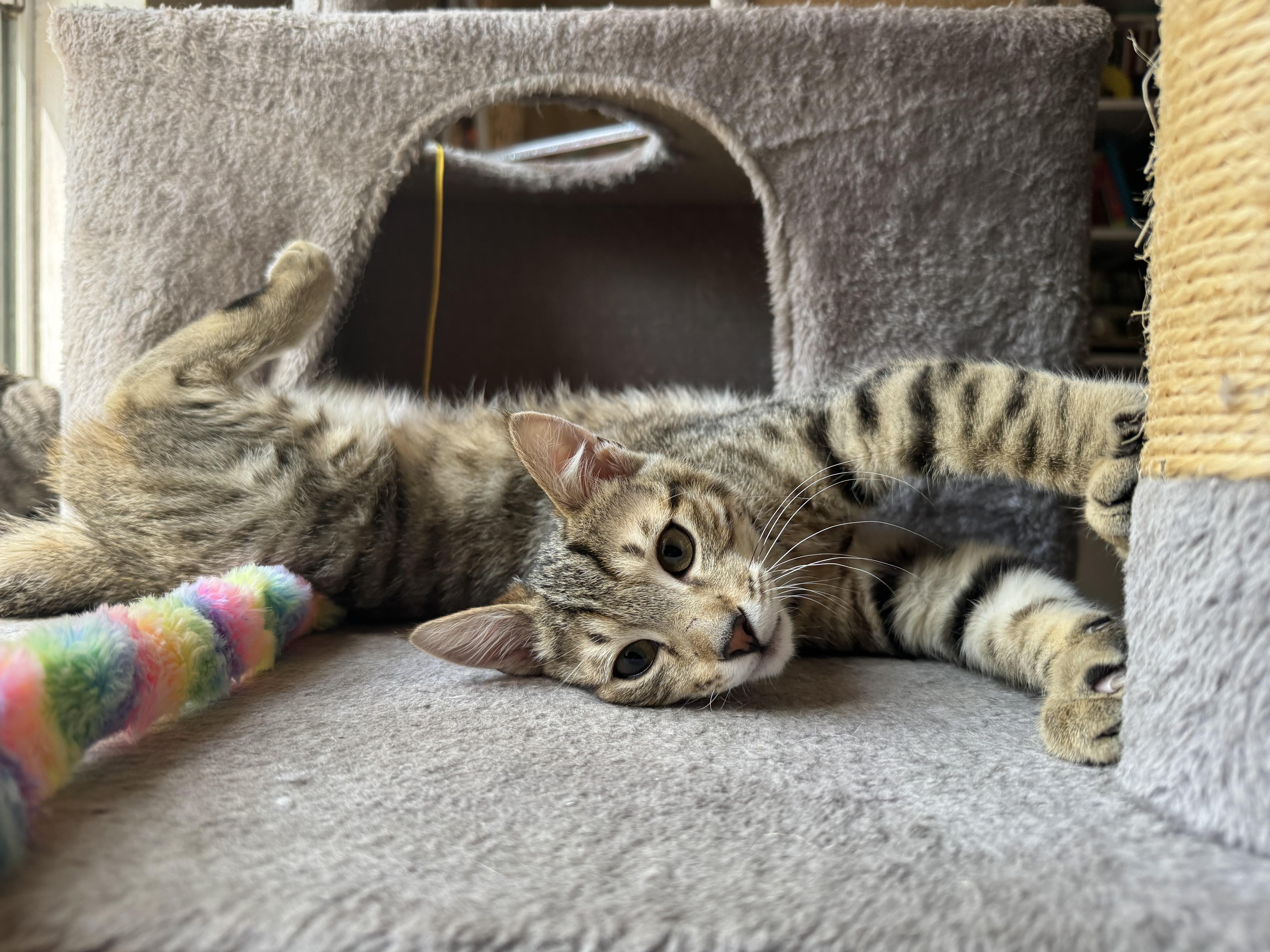 Enlarge Nectar, a ADOPTABLE Domestic Short Hair in Tallahassee, FL image 4/5