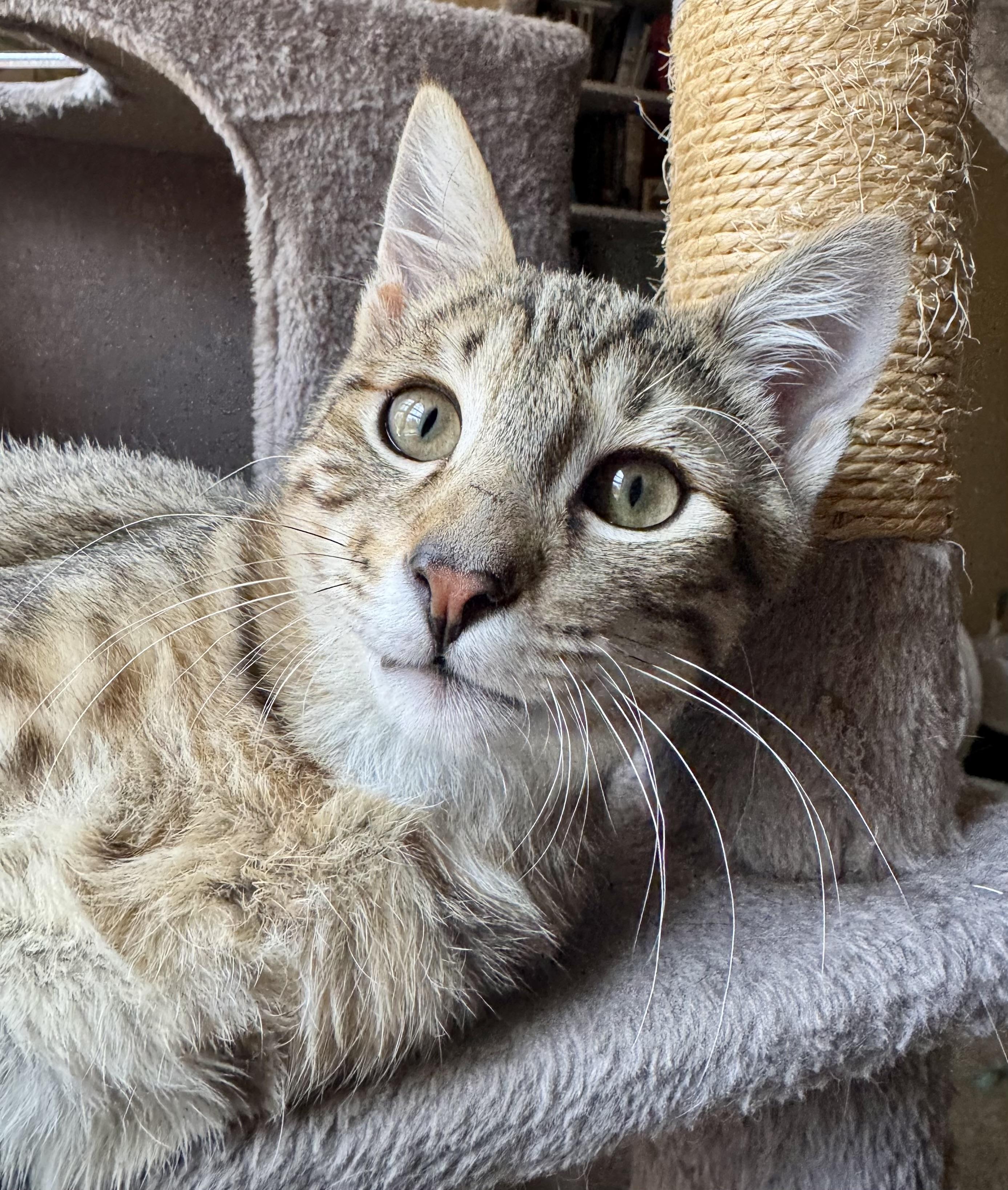 Enlarge Nectar, a ADOPTABLE Domestic Short Hair in Tallahassee, FL image 3/5