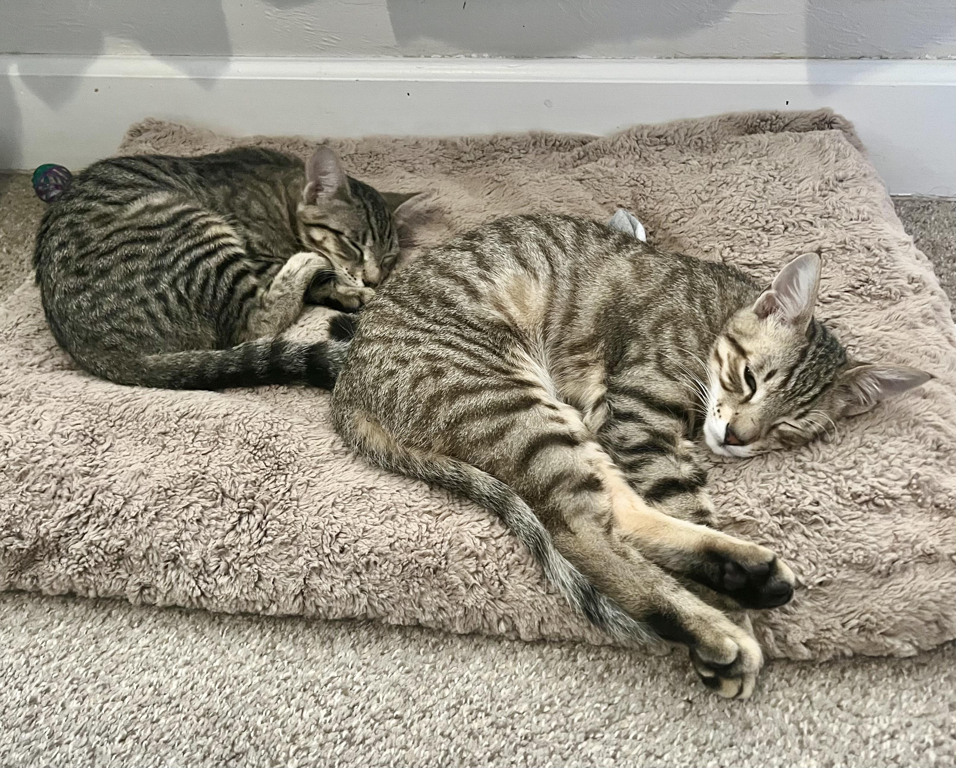 Enlarge Nectar, a Adoptable Domestic Short Hair in Tallahassee, FL image 5/6