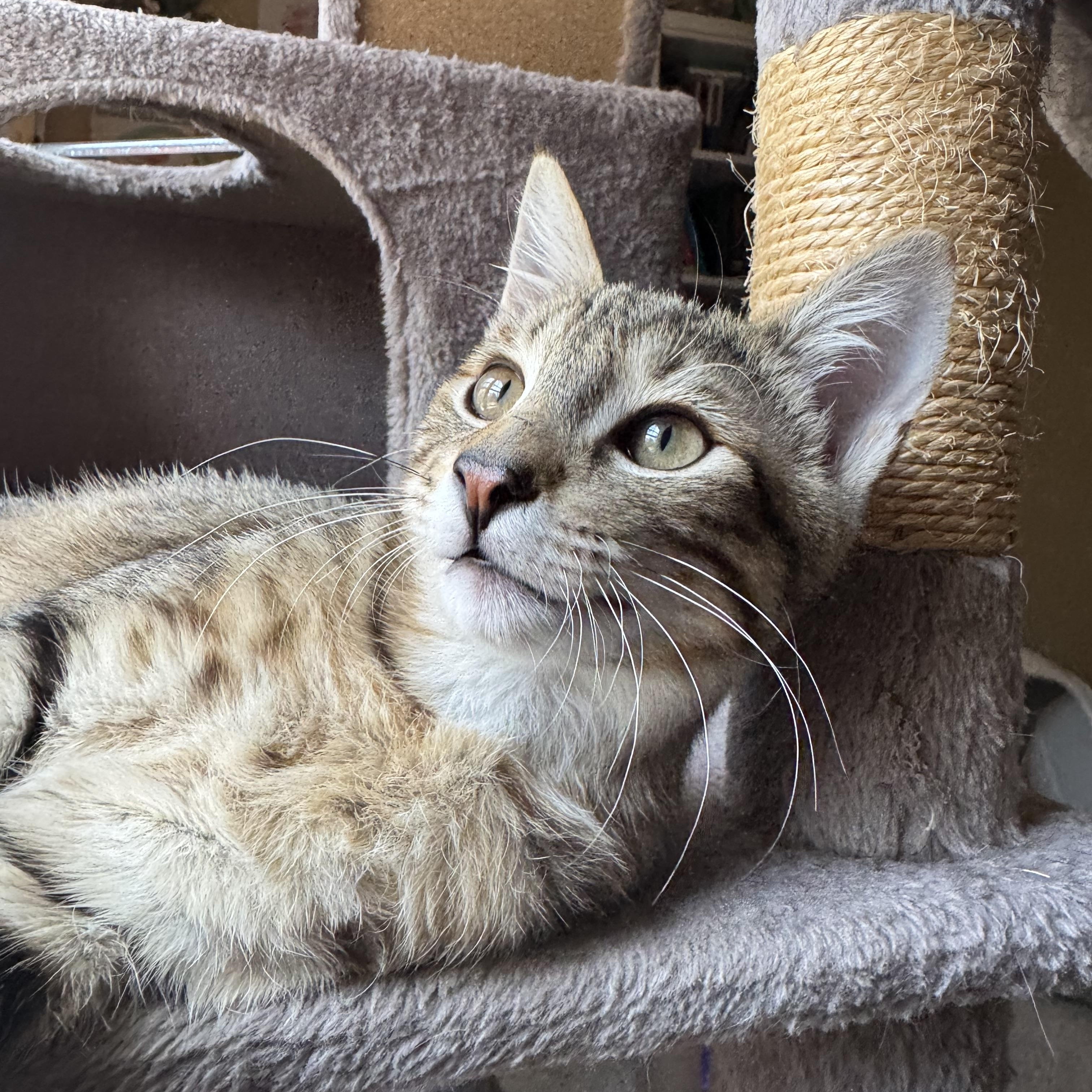 Enlarge Nectar, a ADOPTABLE Domestic Short Hair in Tallahassee, FL image 2/5