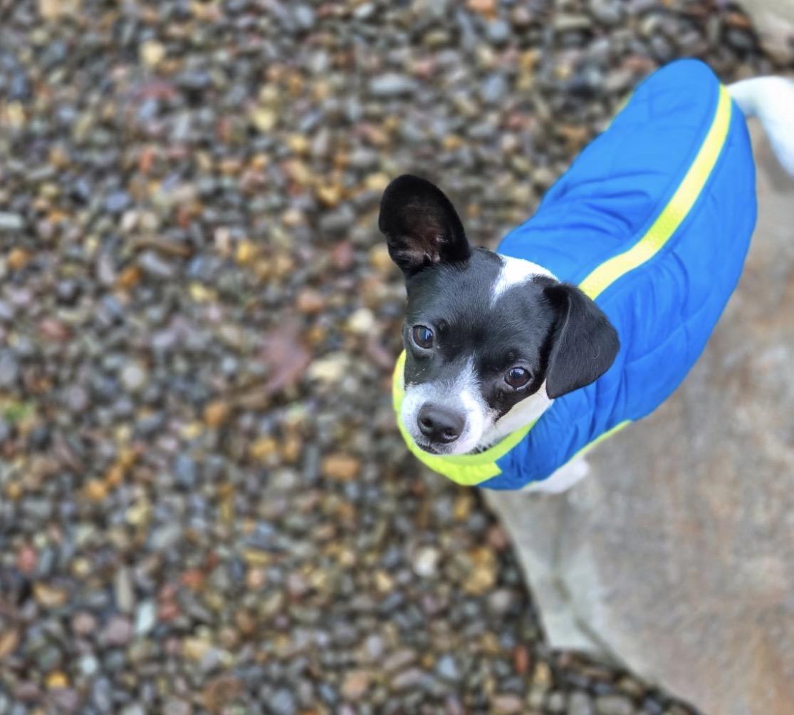 Nino , adopted, Young Male Chihuahua.