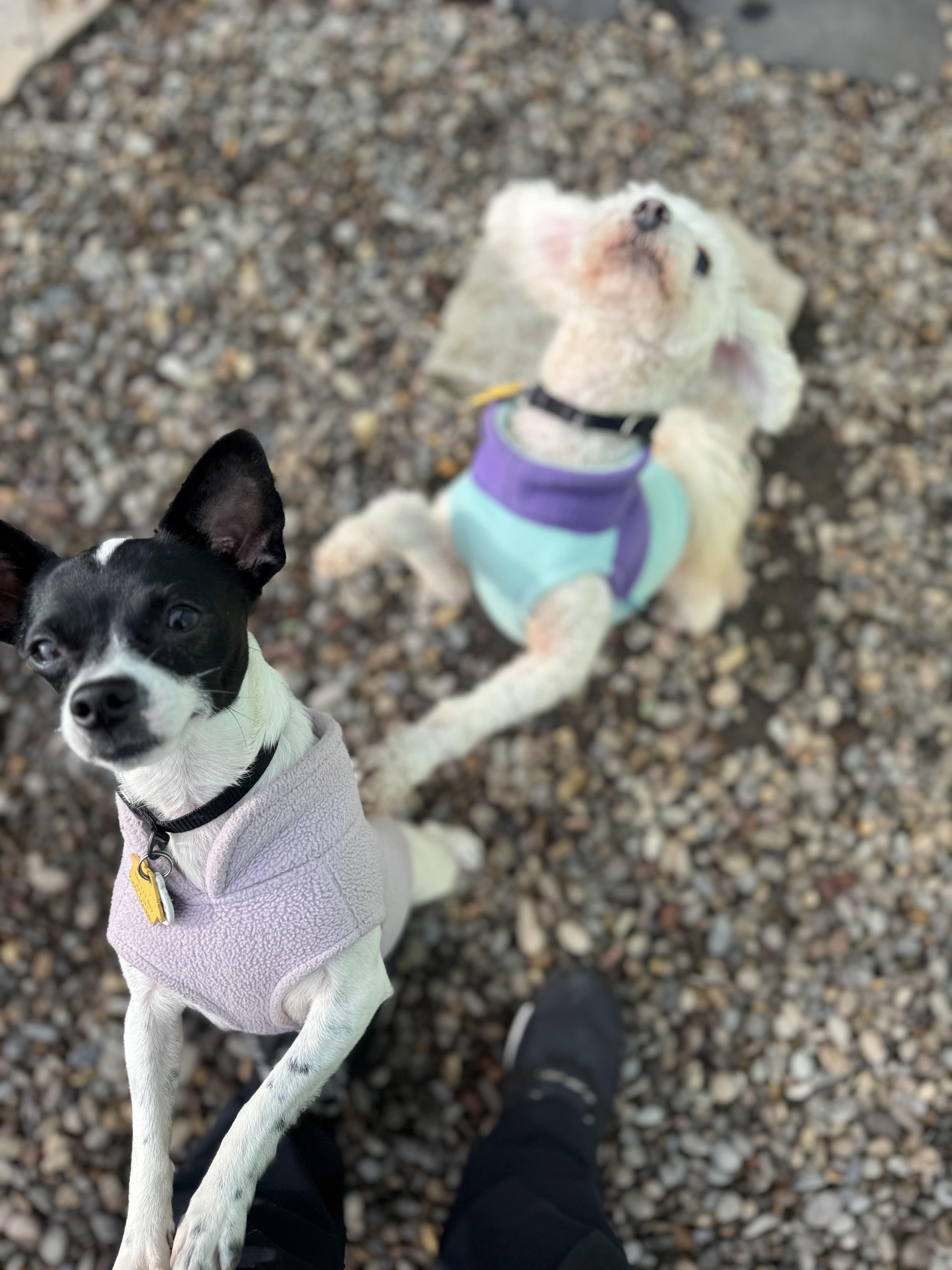 Nino , an adopted Chihuahua in Eugene, OR image 2/3