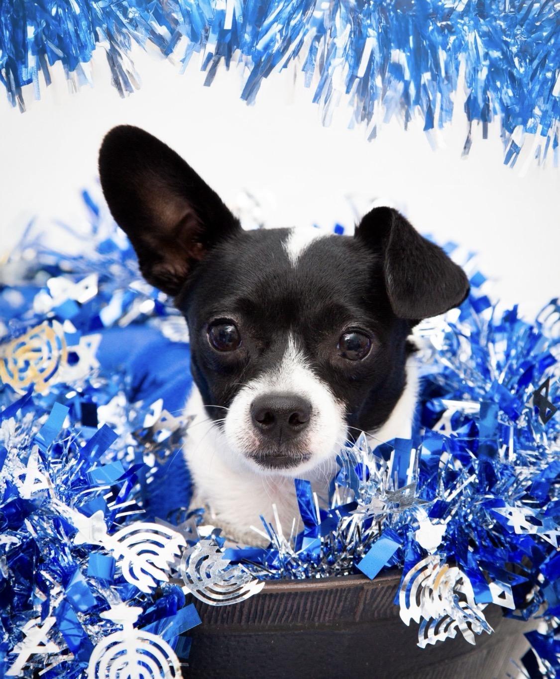 Nino , an adopted Chihuahua in Eugene, OR image 3/3