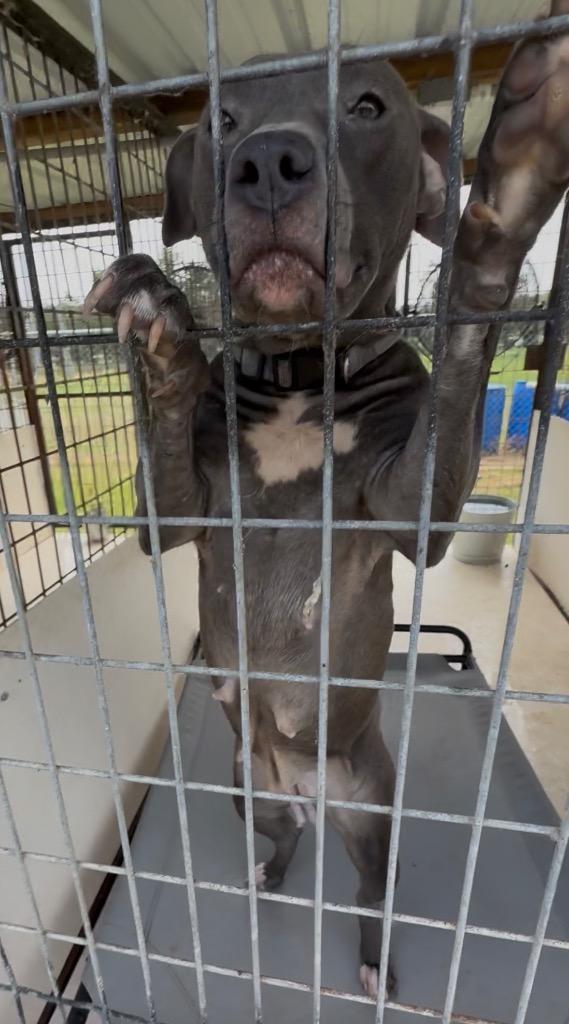 Enlarge Meadow, a Adoptable Pit Bull Terrier in Nashville, GA image 1/5
