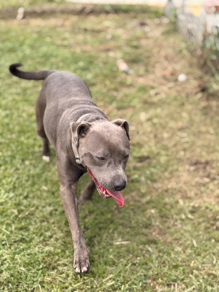 Enlarge Meadow, a Adoptable Pit Bull Terrier in Nashville, GA image 2/5