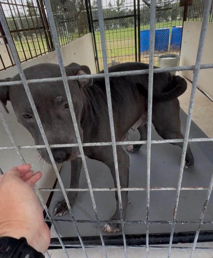 Enlarge Meadow, a Adoptable Pit Bull Terrier in Nashville, GA image 3/5