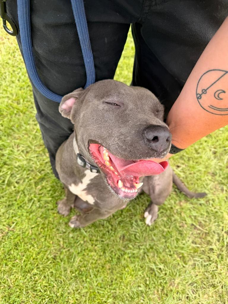 Enlarge Meadow, a Adoptable Pit Bull Terrier in Nashville, GA image 4/5