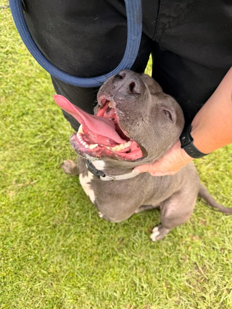 Enlarge Meadow, a Adoptable Pit Bull Terrier in Nashville, GA image 5/5