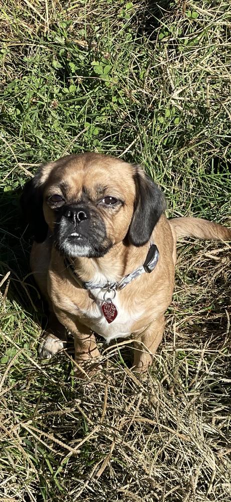 Lucy, Adoptable, Adult Female Beagle & Pekingese.