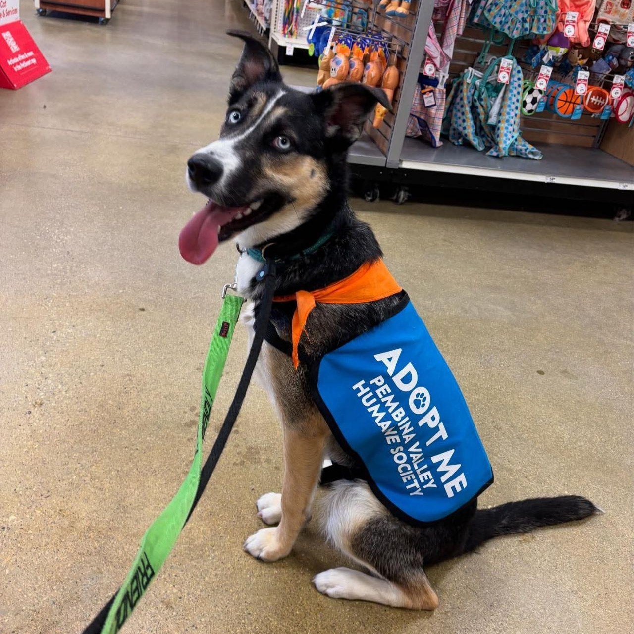 Georgie, an adoptable Mixed Breed in Morden, MB, R6M 1Y4 | Photo Image 3