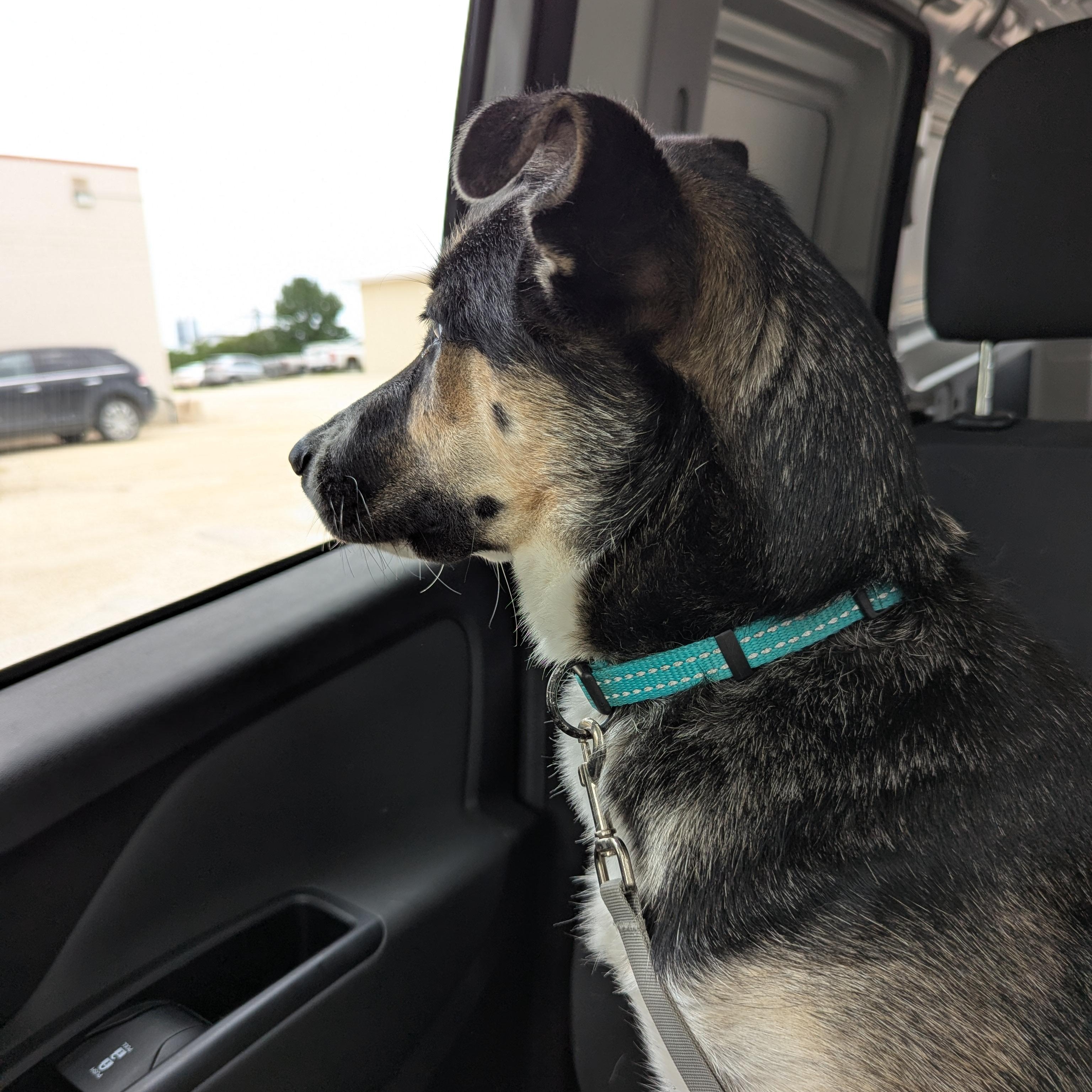 Georgie, an adoptable Mixed Breed in Morden, MB, R6M 1Y4 | Photo Image 2