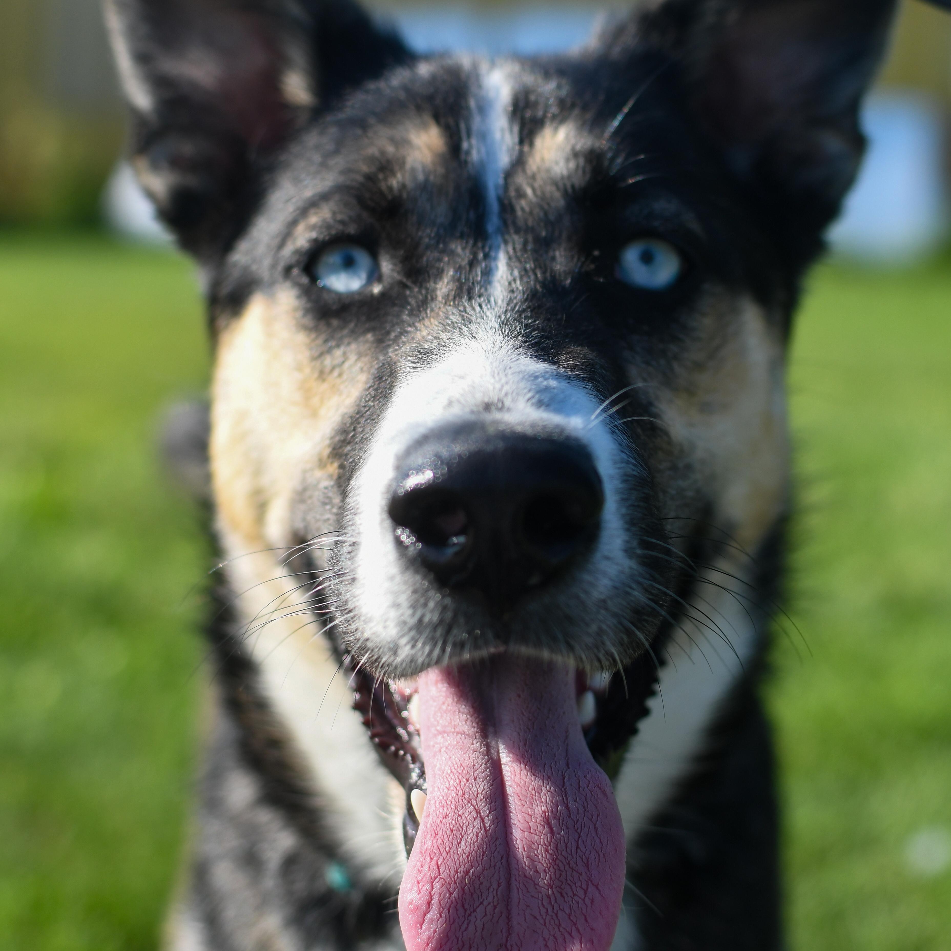 Georgie, an adoptable Mixed Breed in Morden, MB, R6M 1Y4 | Photo Image 6