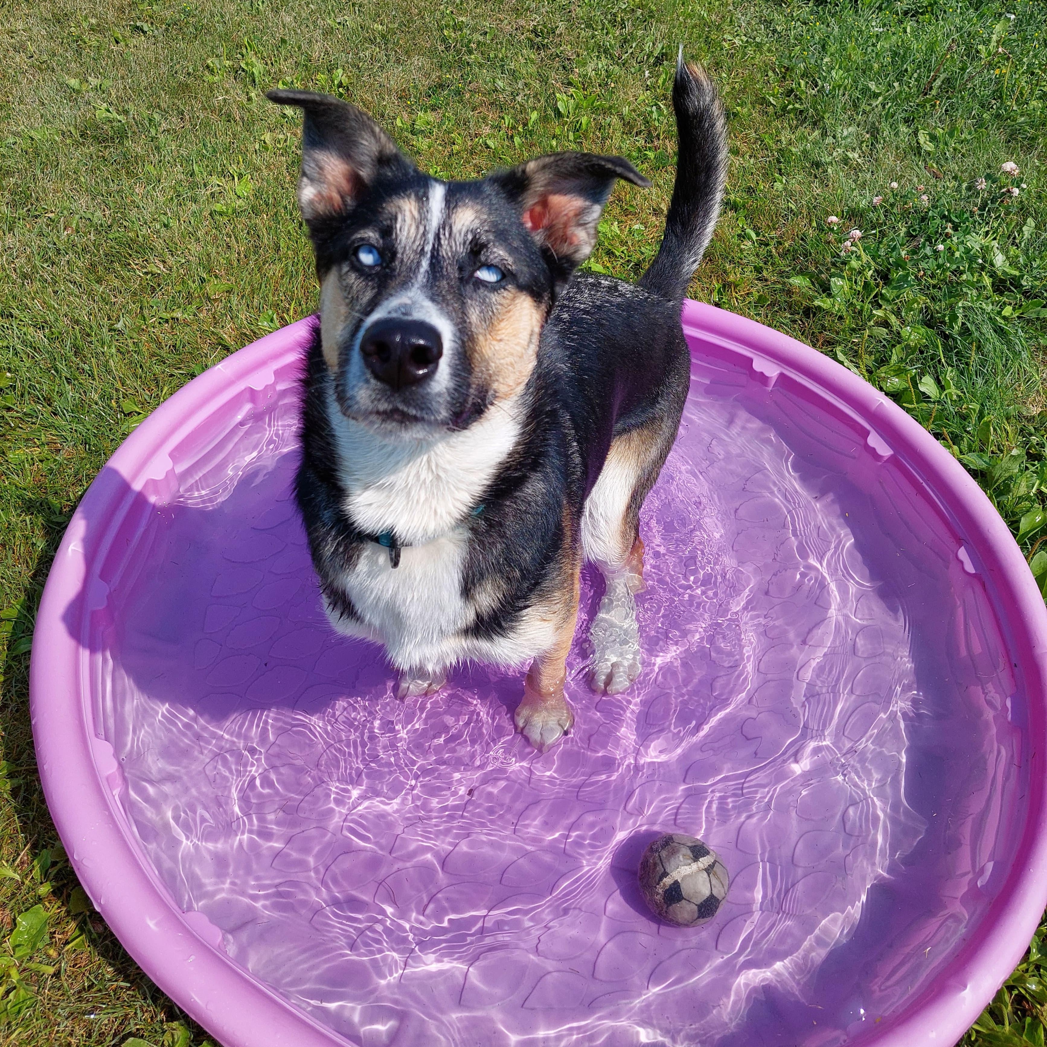 Georgie, an adoptable Mixed Breed in Morden, MB, R6M 1Y4 | Photo Image 4