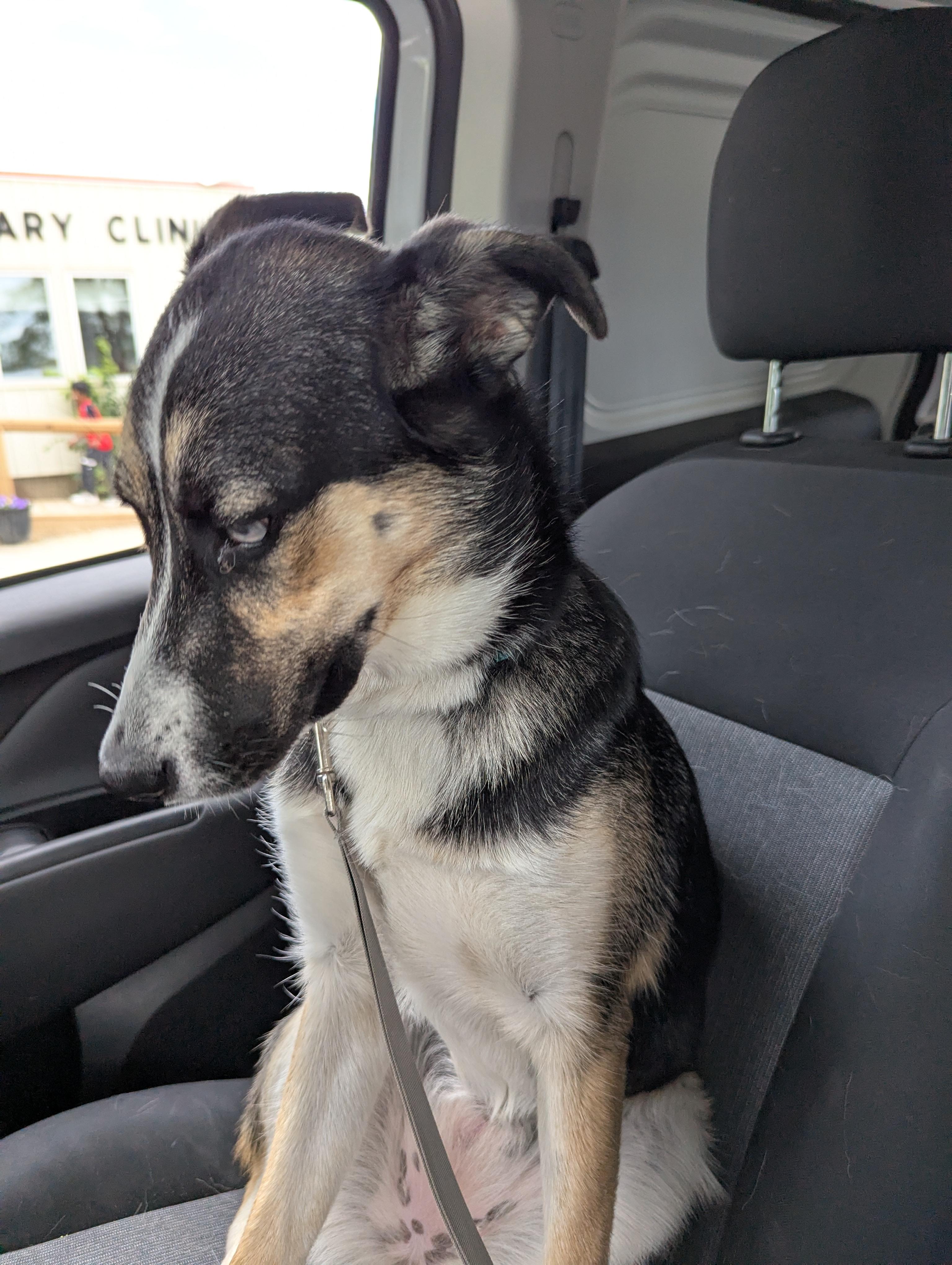 Georgie, an adoptable Mixed Breed in Morden, MB, R6M 1Y4 | Photo Image 1