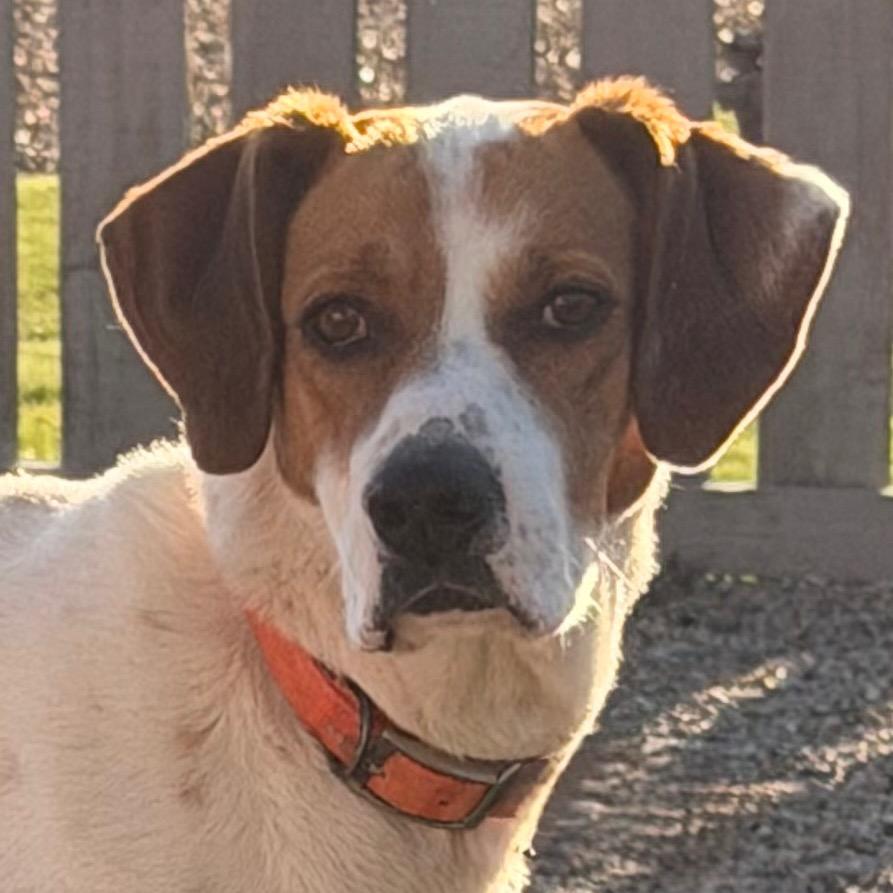 Copper sweet boy!, Adoptable, Young Male Labrador Retriever & Hound.