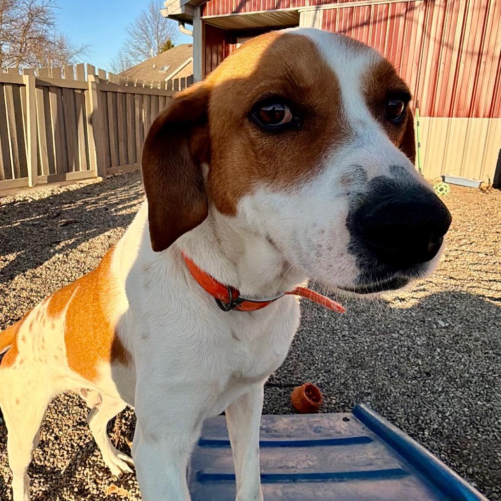 Enlarge Copper sweet boy!, a Adoptable mixed breed in Kokomo, IN image 2/6