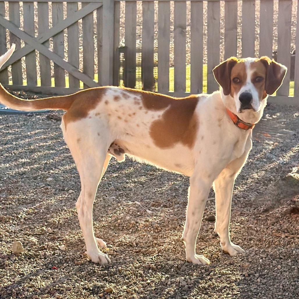 Enlarge Copper sweet boy!, a Adoptable mixed breed in Kokomo, IN image 3/6