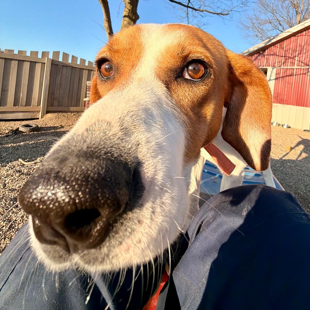 Enlarge Copper sweet boy!, a Adoptable mixed breed in Kokomo, IN image 5/6