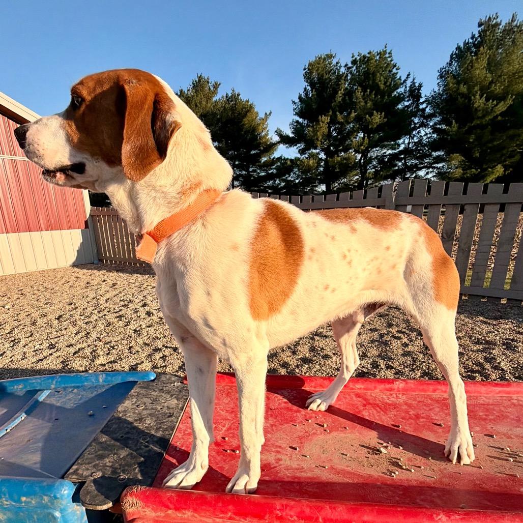 Enlarge Copper sweet boy!, a Adoptable mixed breed in Kokomo, IN image 6/6