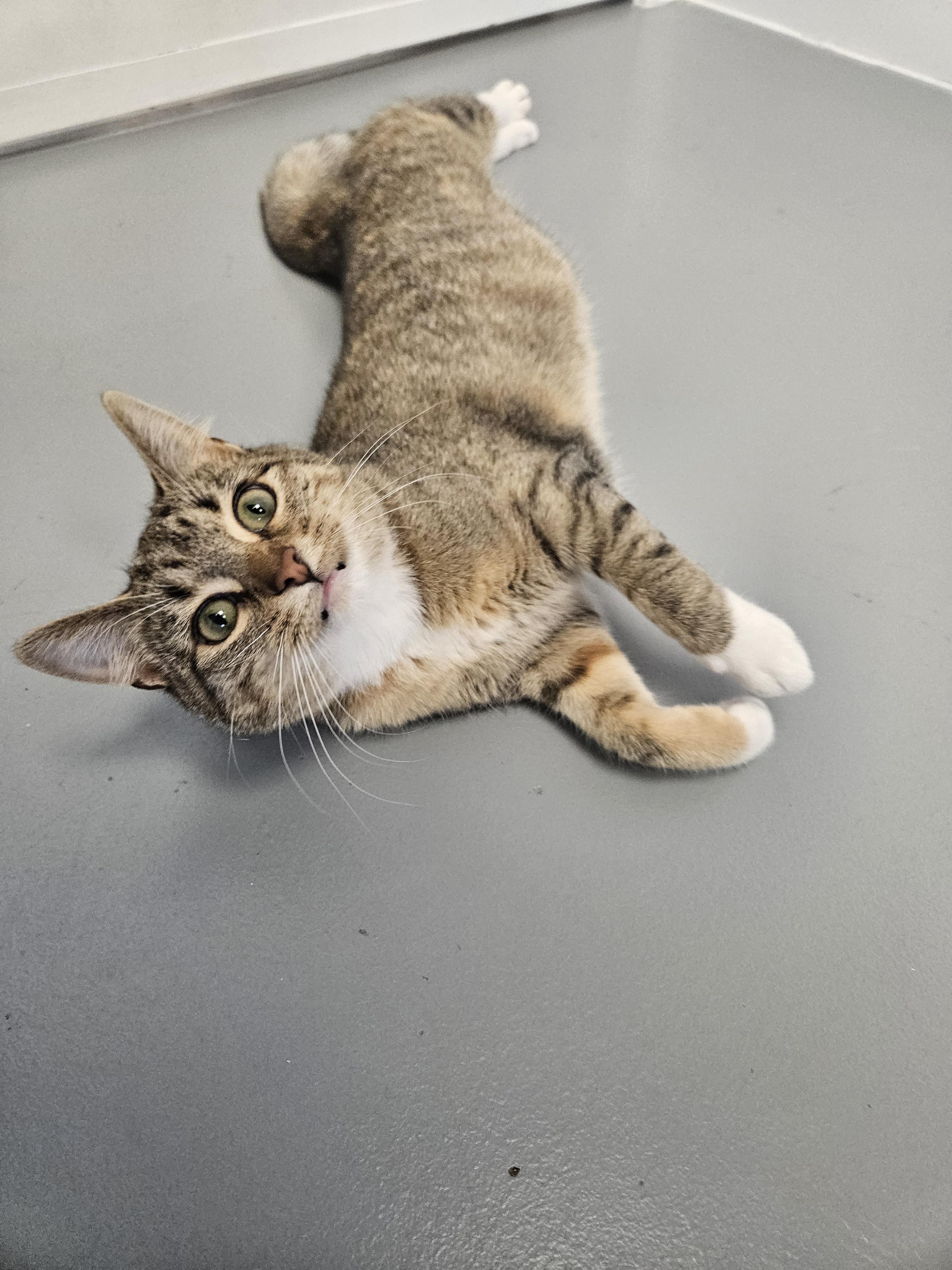 Frankie, Adult Female unknown