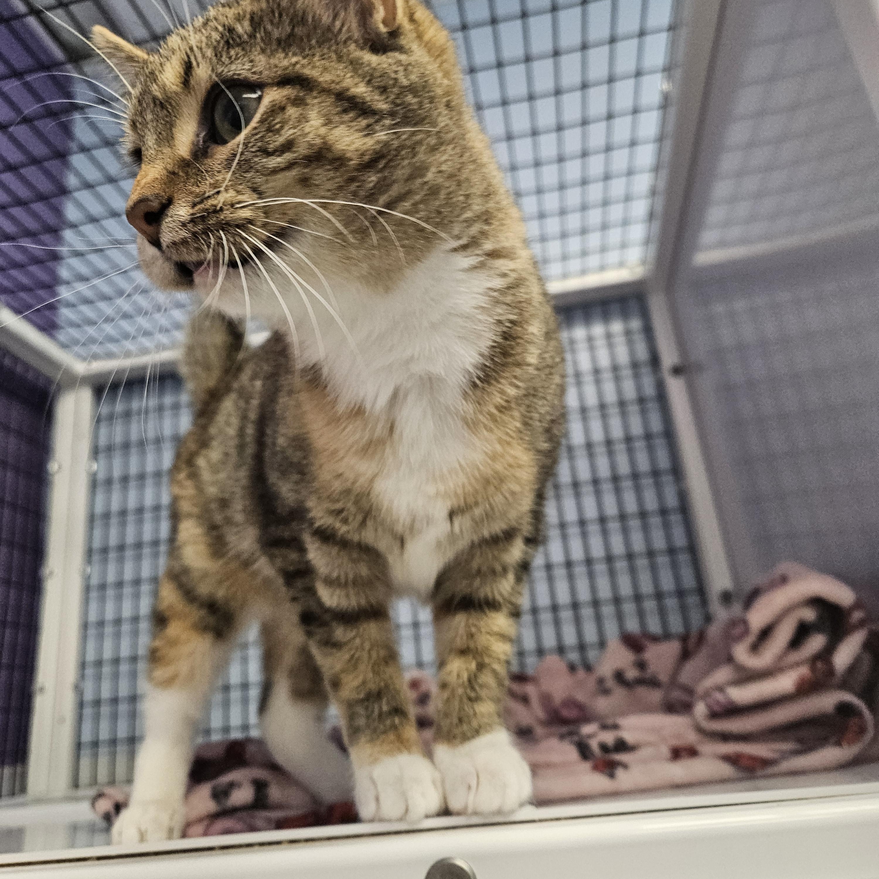 Frankie, an adoptable Calico, Torbie in Mount Pleasant, IA, 52641 | Photo Image 2