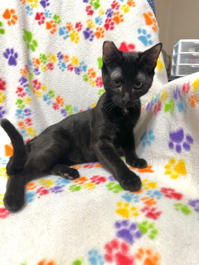 Sampson, Baby Male unknown