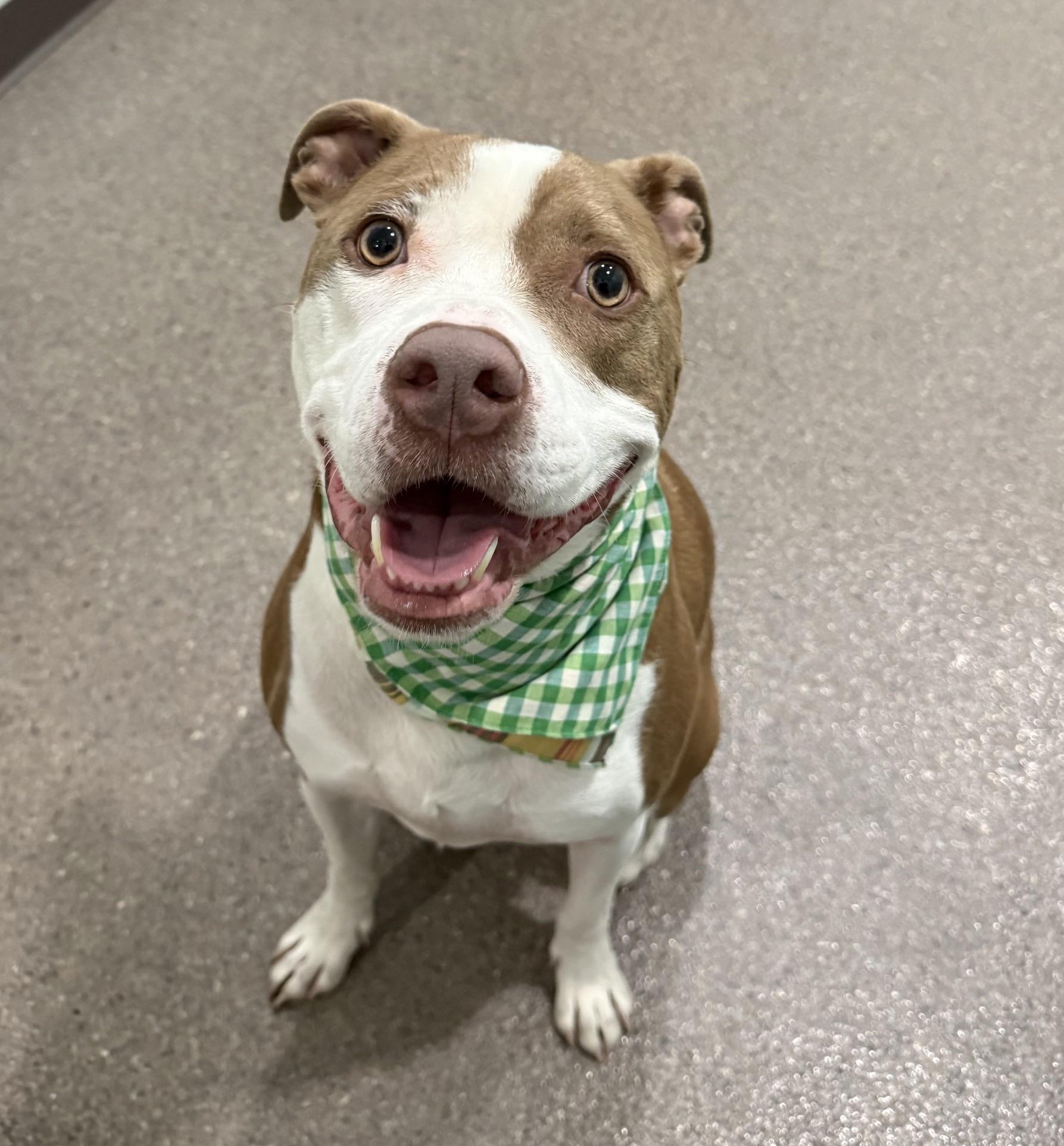 Enlarge Blu, a Adoptable mixed breed in Sault Sainte Marie, MI image 2/3