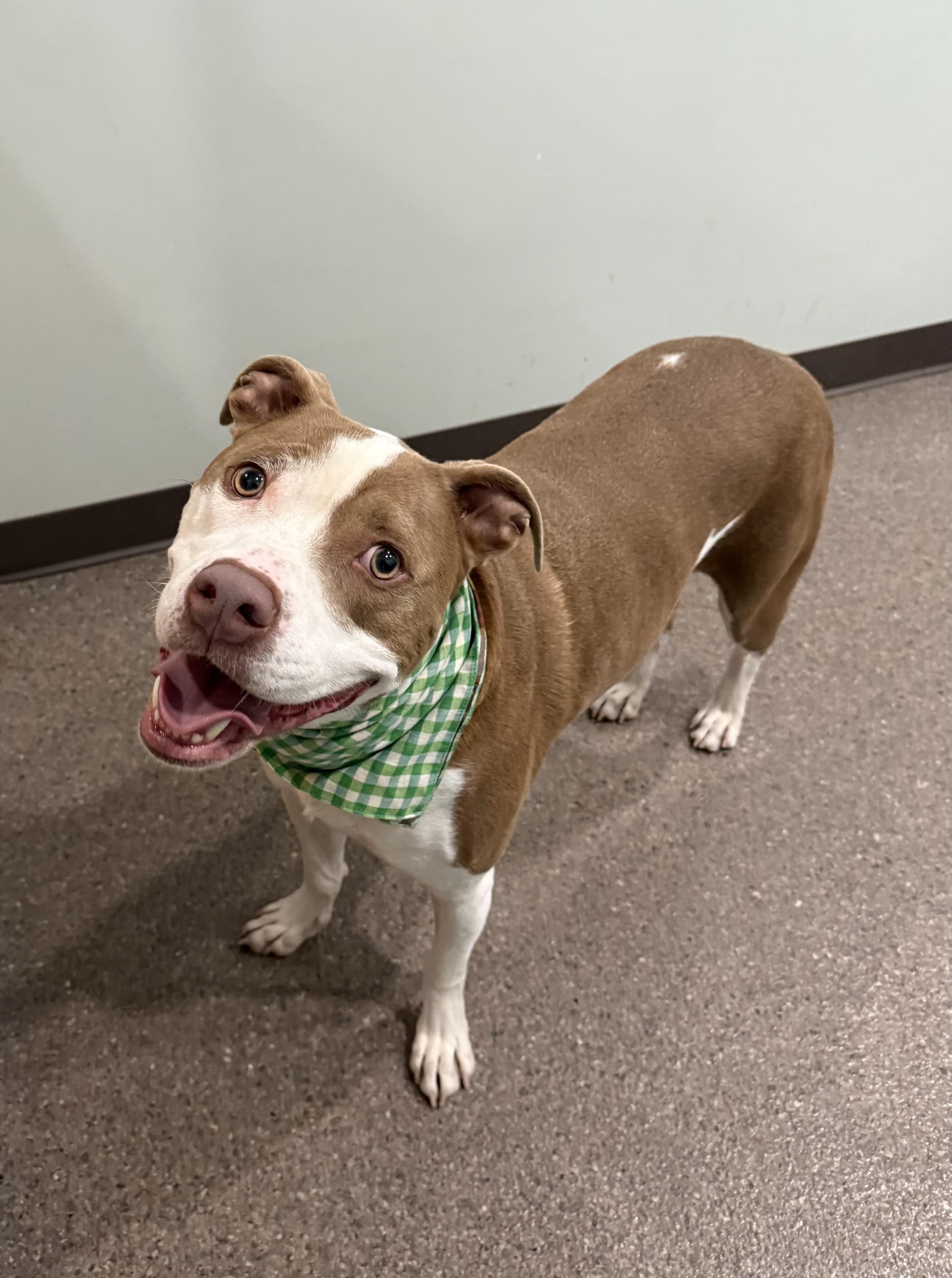 Enlarge Blu, a Adoptable mixed breed in Sault Sainte Marie, MI image 3/3